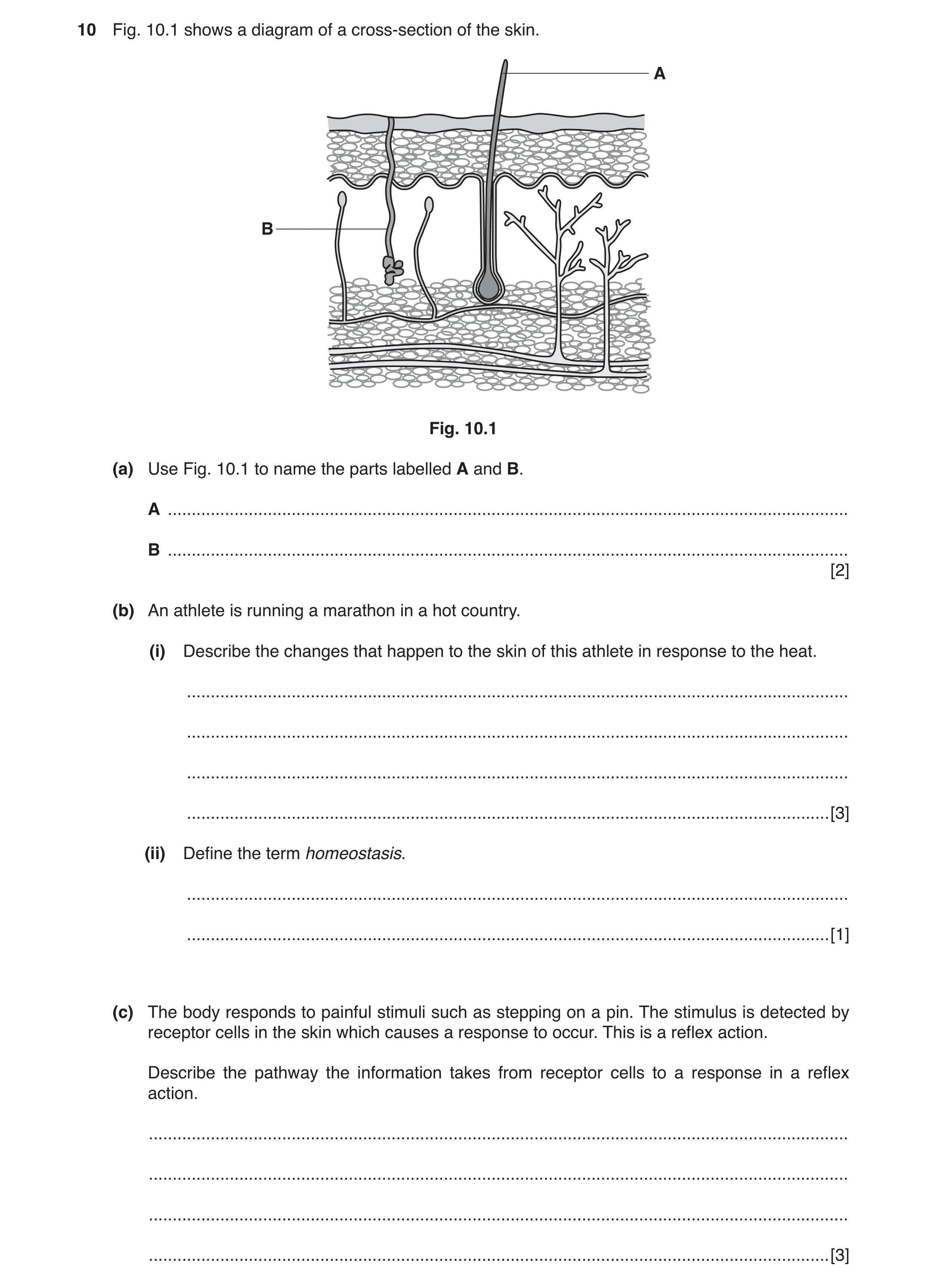 Question 3: Fig. 10.1 shows a diagram of a cross‑section of the skin. A B Fig. 10.1 (a) Use Fig. 10.1 to name the parts labelled A and B. A ...........…