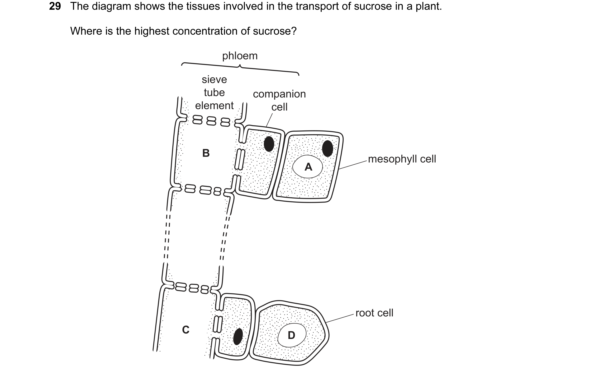 Question 39: The diagram shows the tissues involved in the transport of sucrose in a plant. Where is the highest concentration of sucrose? phloem sieve …
