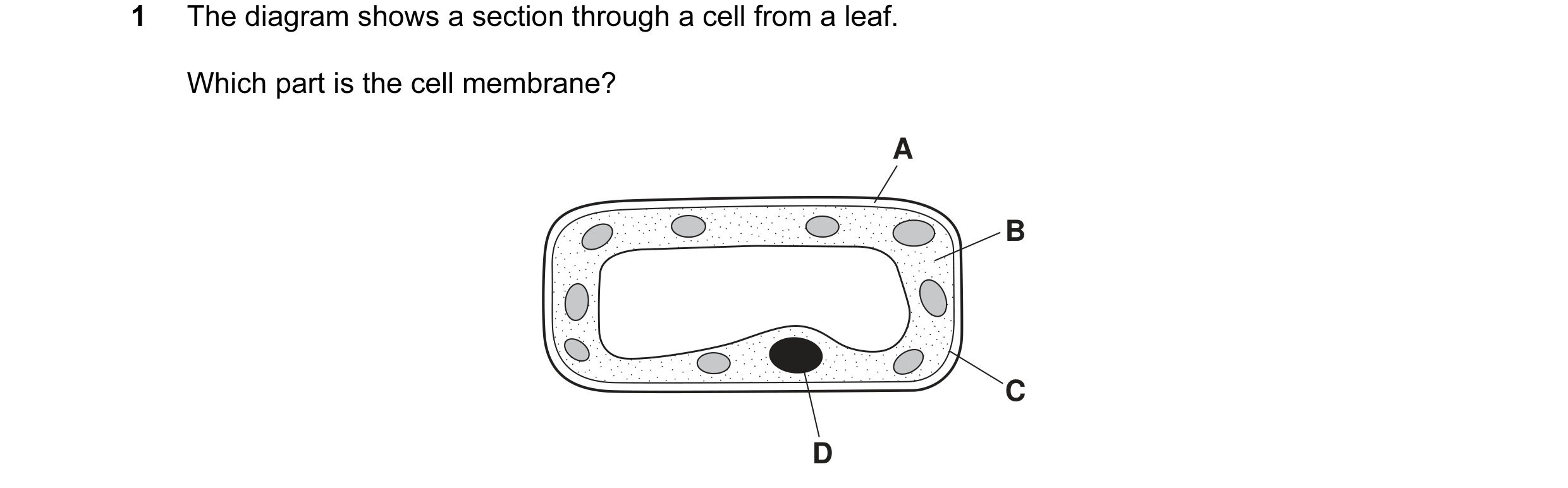 Question 12: The diagram shows a section through a cell from a leaf. Which part is the cell membrane? A B C D