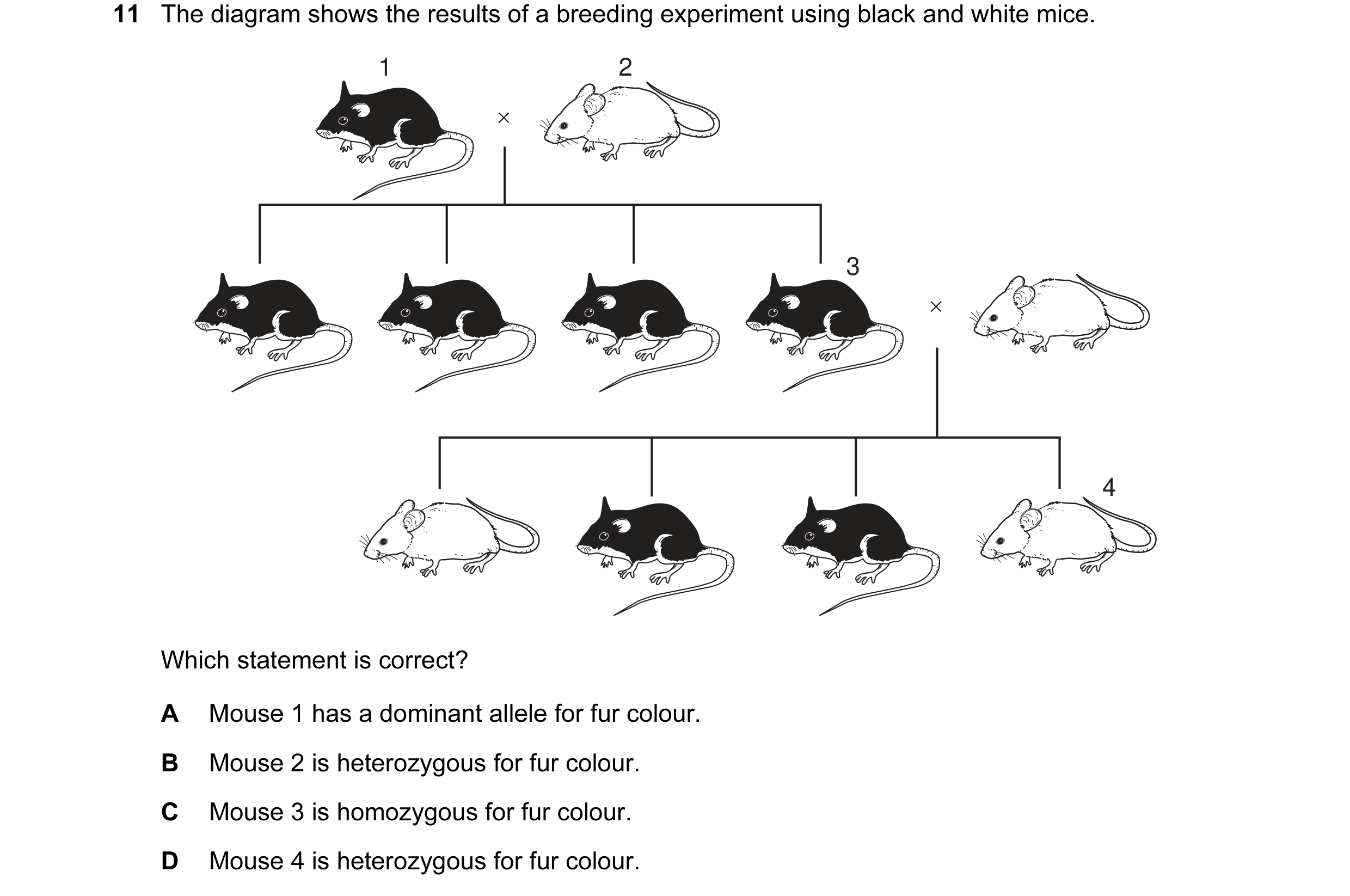 Question 11: The diagram shows the results of a breeding experiment using black and white mice. 1 2 × 3 × 4 Which statement is correct? A Mouse 1 has a …