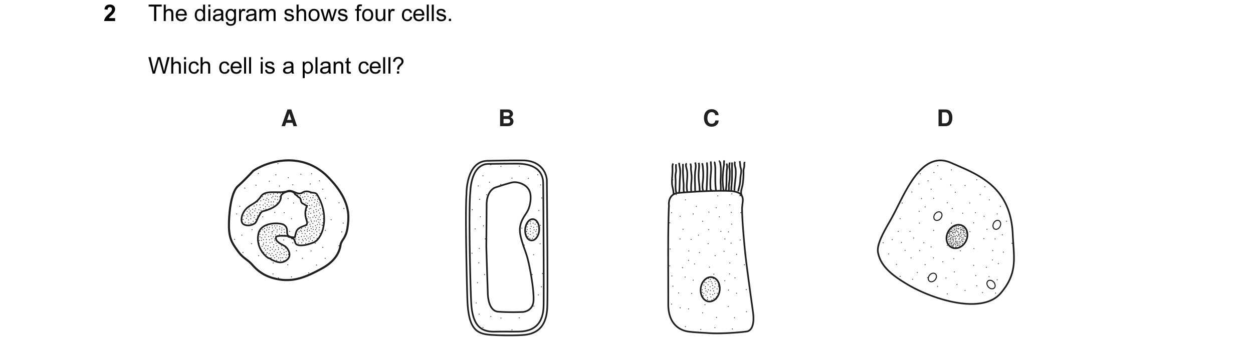 Question 1: The diagram shows four cells. Which cell is a plant cell? A B C D