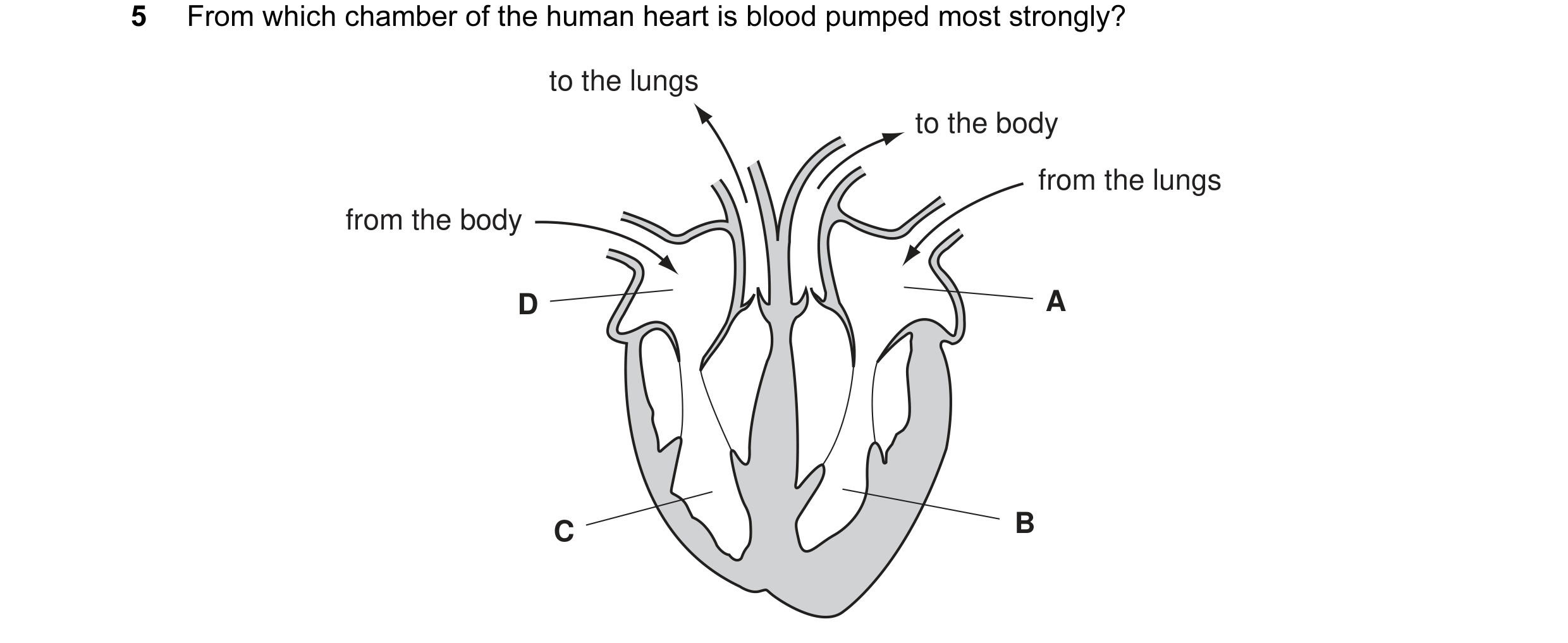 Question 2: From which chamber of the human heart is blood pumped most strongly? to the lungs to the body from the lungs from the body D A C B