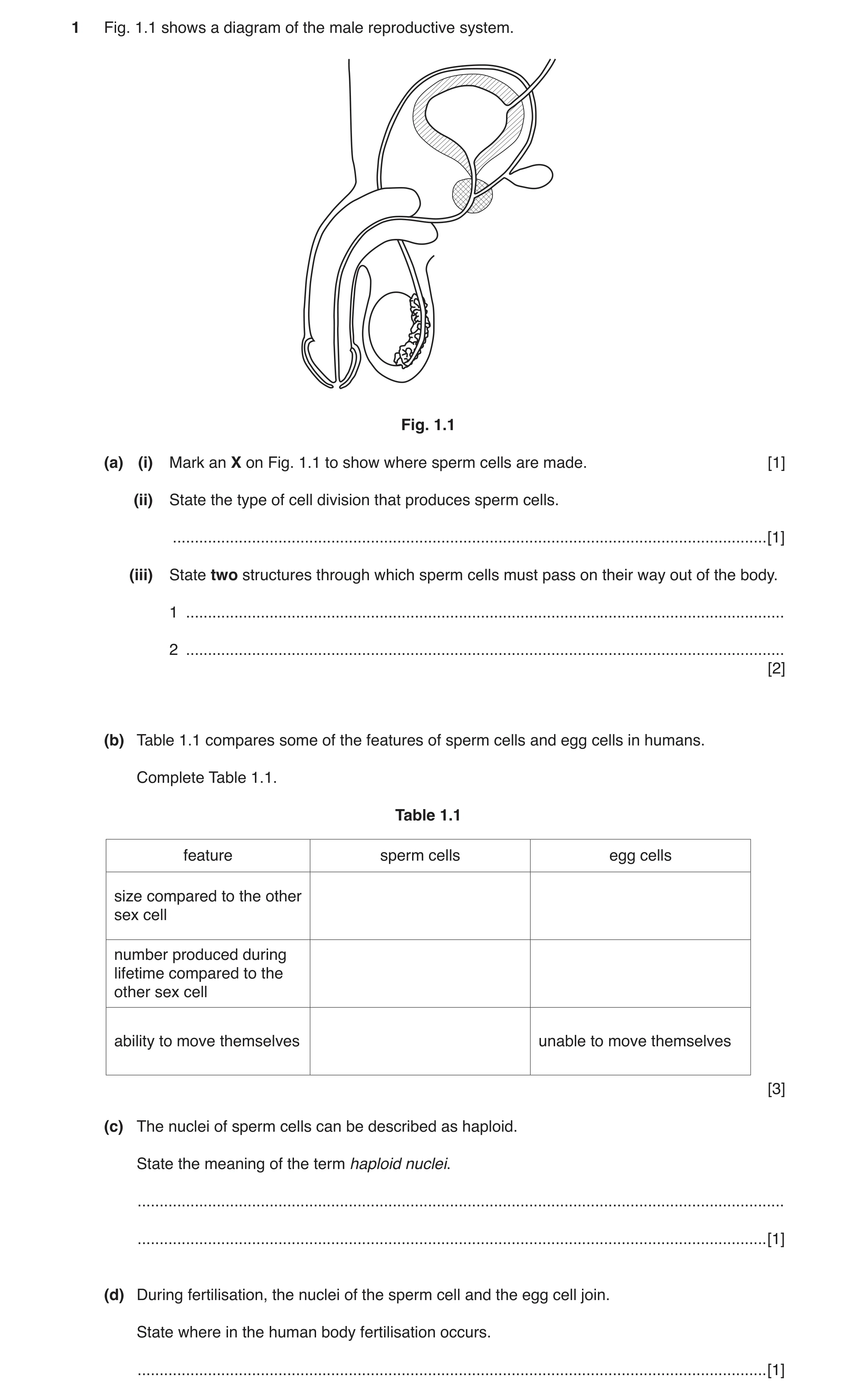 Question 3: Fig. 1.1 shows a diagram of the male reproductive system. Fig. 1.1 (a) (i) Mark an X on Fig. 1.1 to show where sperm cells are made. [1] (i…