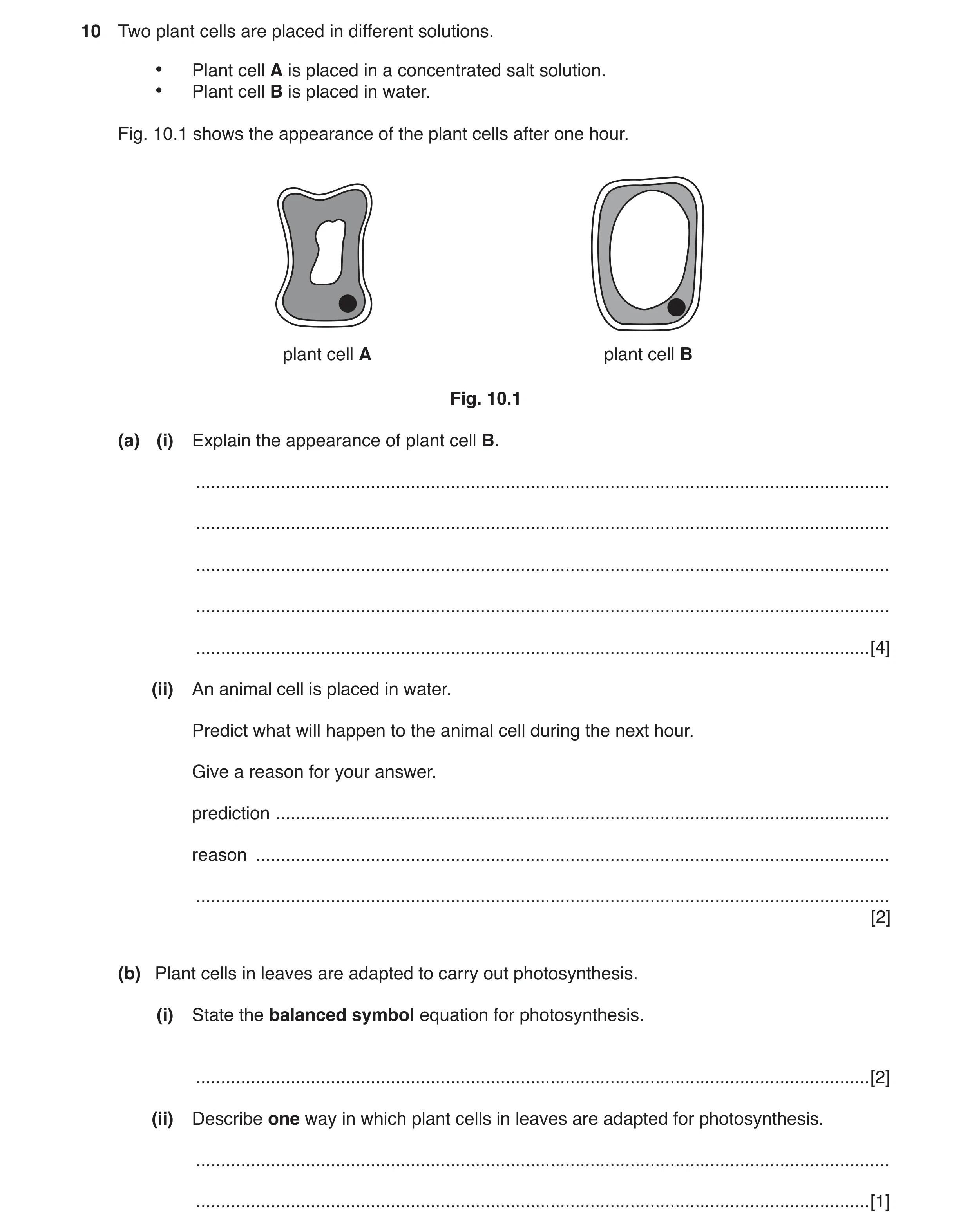 Question 4: Two plant cells are placed in different solutions. • Plant cell A is placed in a concentrated salt solution. • Plant cell B is placed in wa…