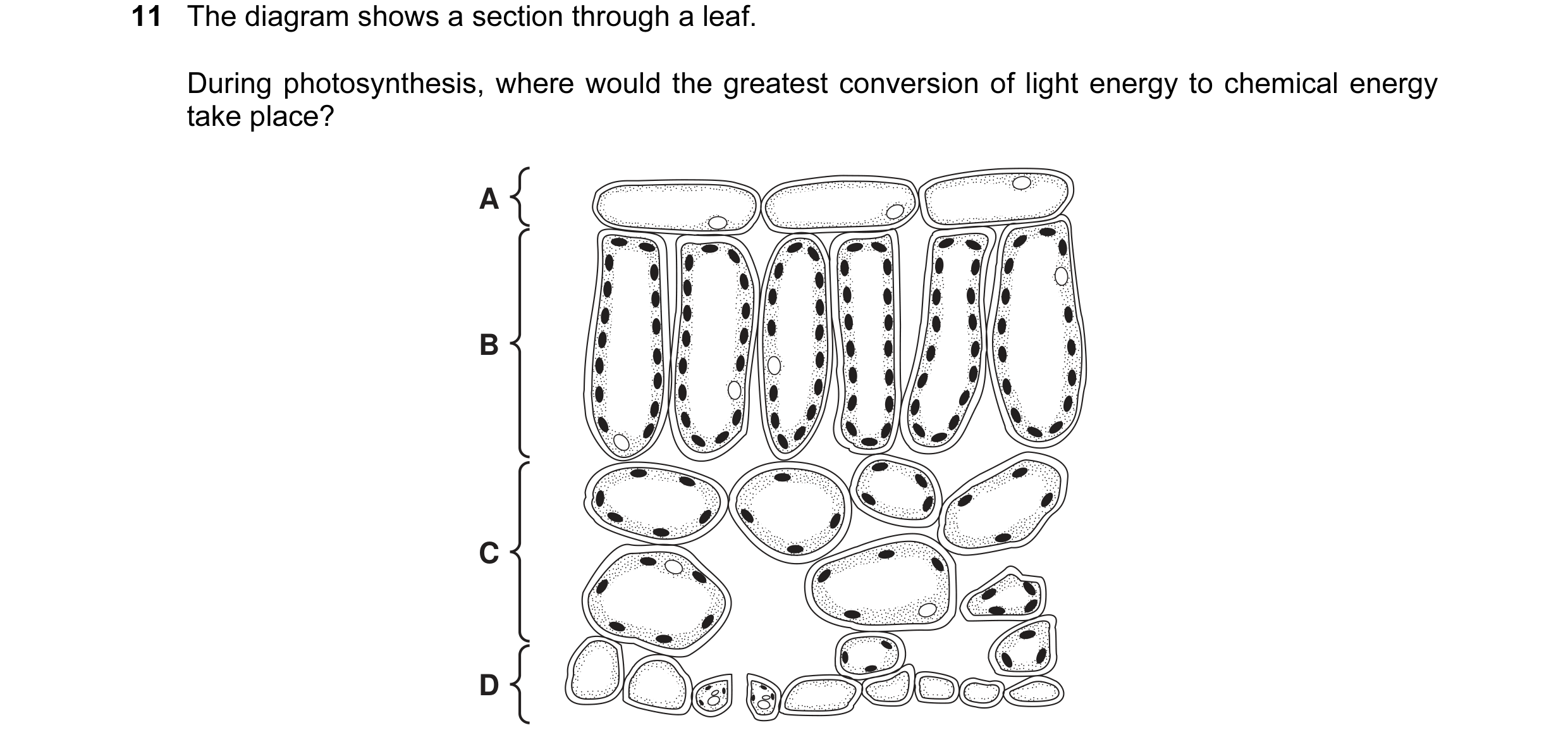 Question 1: The diagram shows a section through a leaf. During photosynthesis, where would the greatest conversion of light energy to chemical energy t…