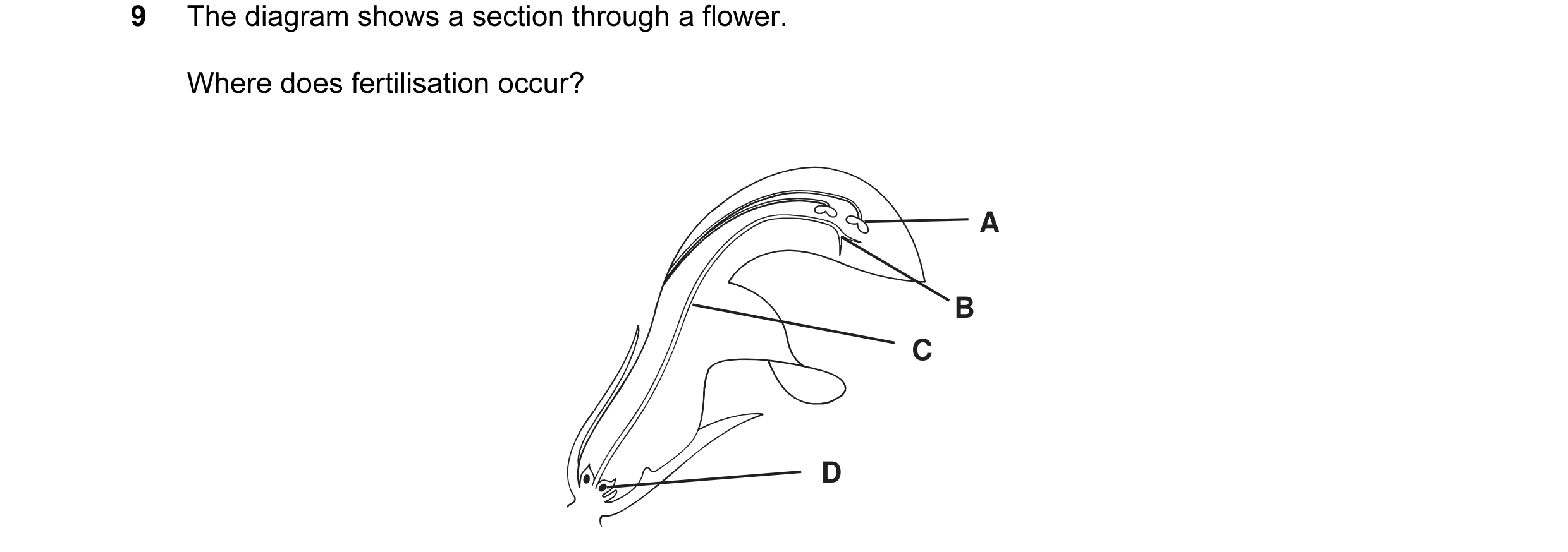 Question 1: The diagram shows a section through a flower. Where does fertilisation occur? A B C D