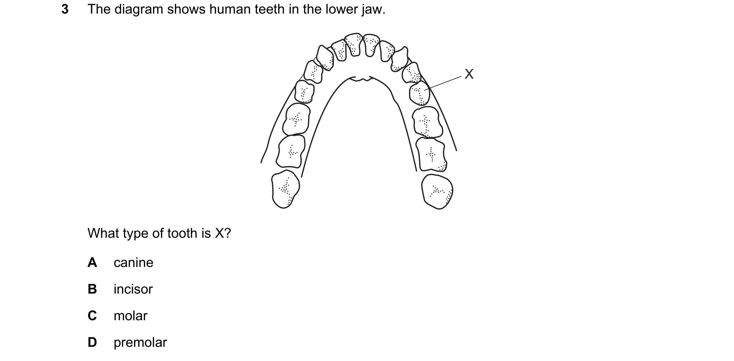 Question 29: The diagram shows human teeth in the lower jaw. X What type of tooth is X? A canine B incisor C molar D premolar