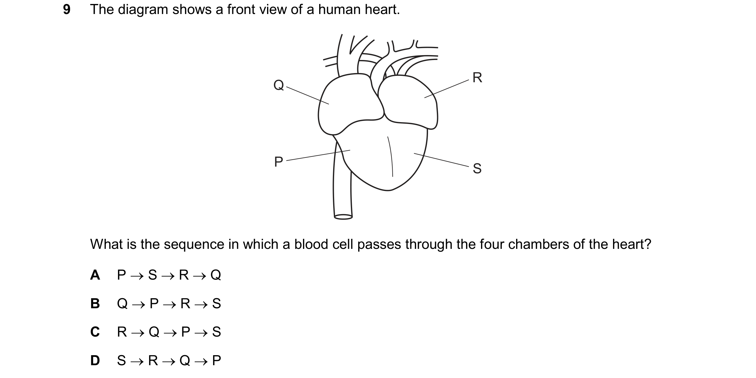 Question 11: The diagram shows a front view of a human heart. R Q P S What is the sequence in which a blood cell passes through the four chambers of the…