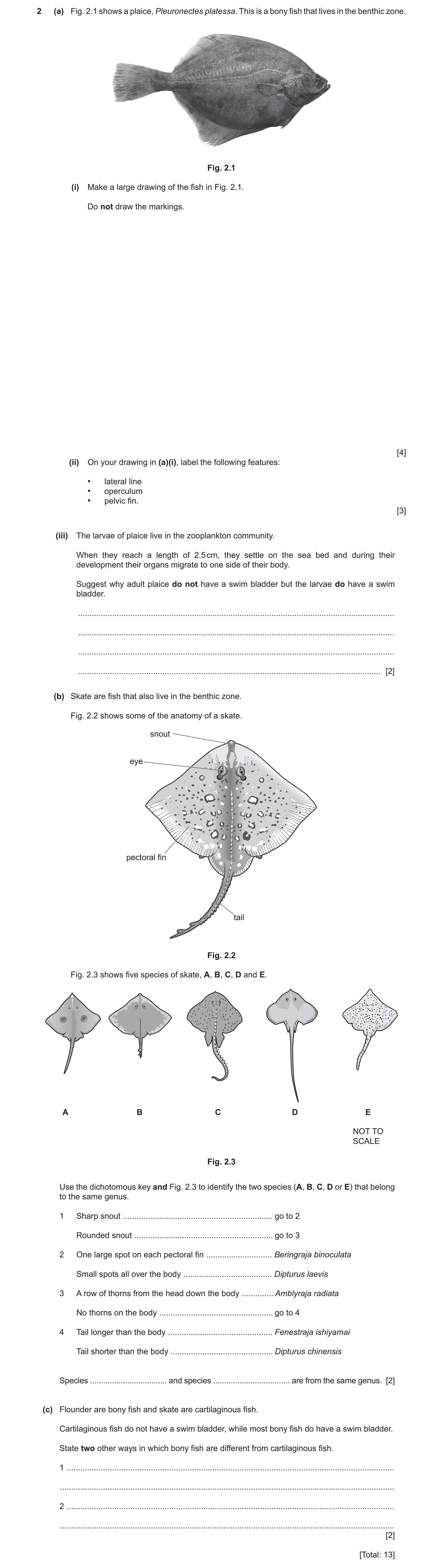 Question 16: (a) Fig. 2.1 shows a plaice, Pleuronectes platessa. This is a bony fish that lives in the benthic zone. Fig. 2.1 (i) Make a large drawing o…