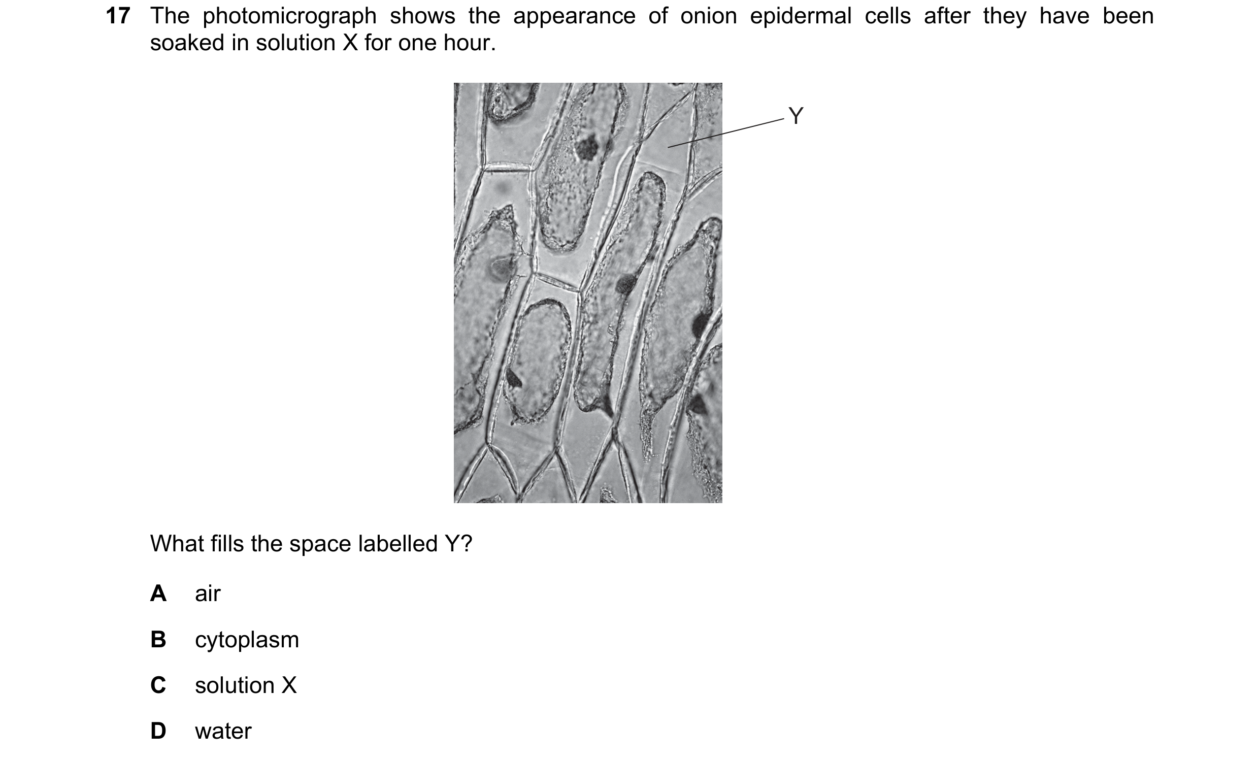 Question 203: The photomicrograph shows the appearance of onion epidermal cells after they have been soaked in solution X for one hour. Y What fills the …