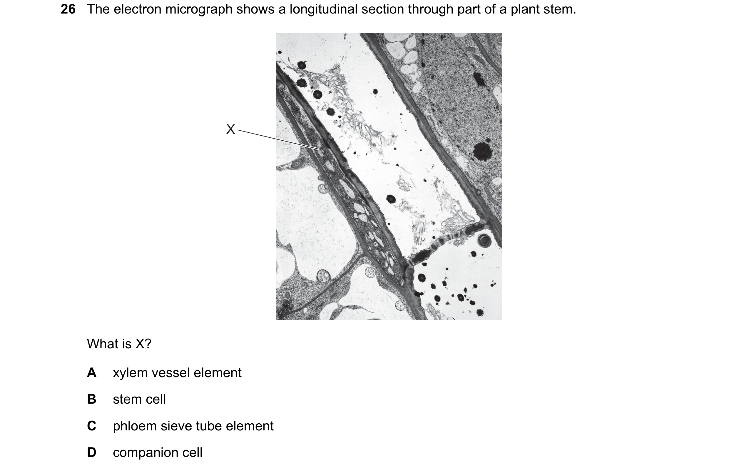 Question 95: The electron micrograph shows a longitudinal section through part of a plant stem. X What is X? A xylem vessel element B stem cell C phloem…