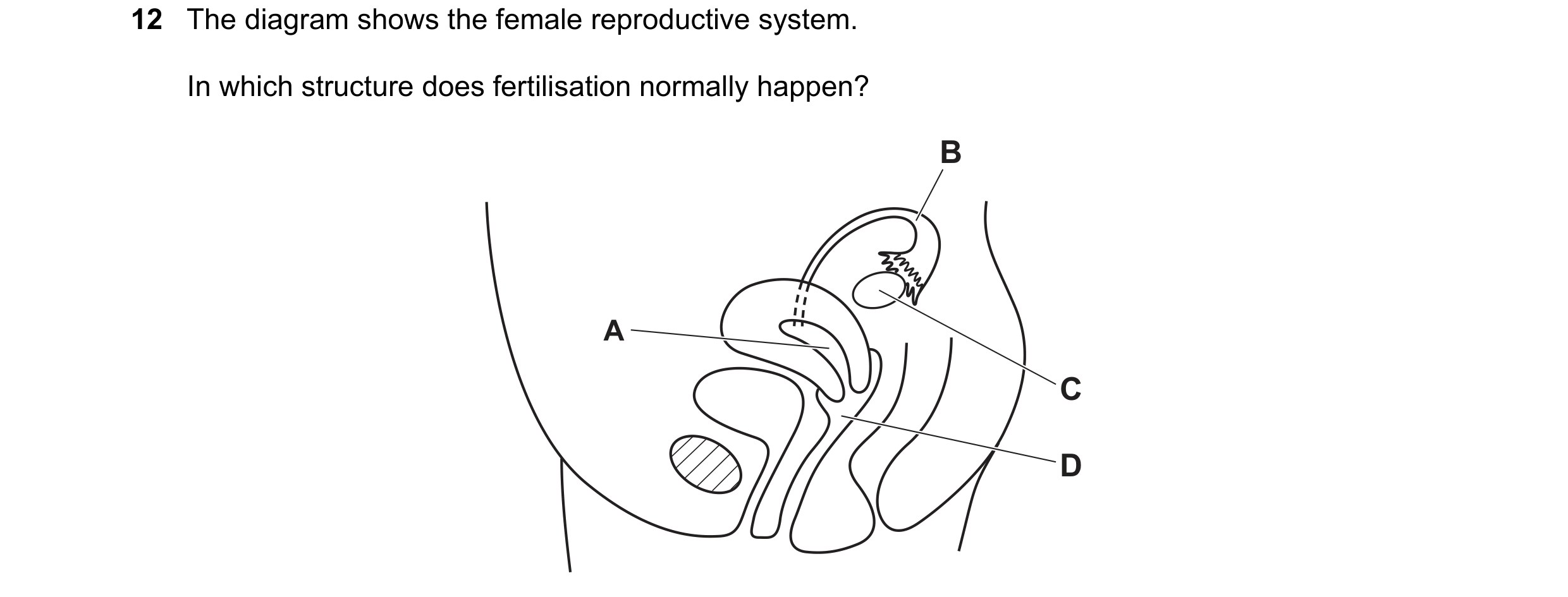 Question 73: The diagram shows the female reproductive system. In which structure does fertilisation normally happen? B A C D