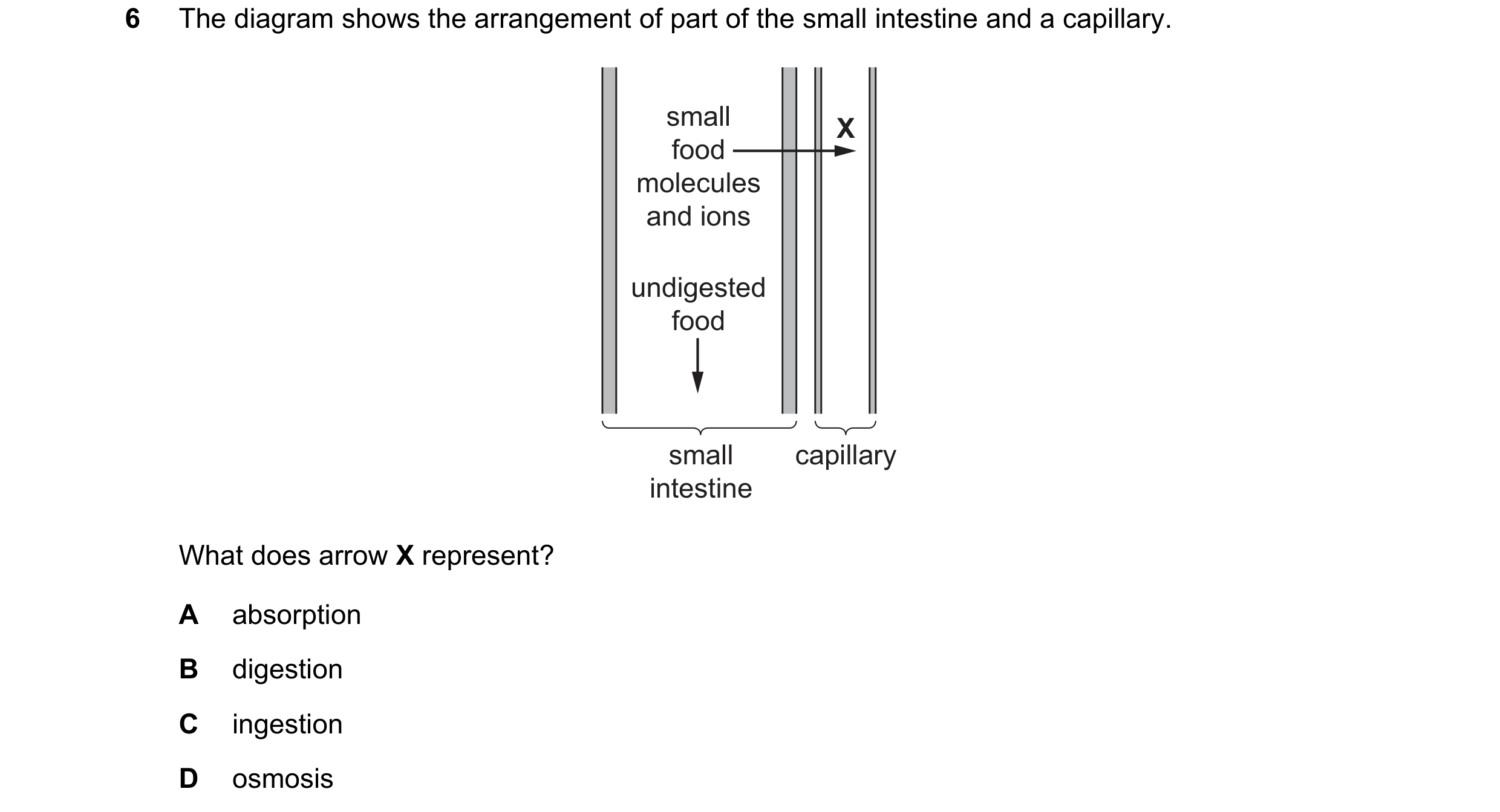 Question 30: The diagram shows the arrangement of part of the small intestine and a capillary. small X food molecules and ions undigested food small cap…