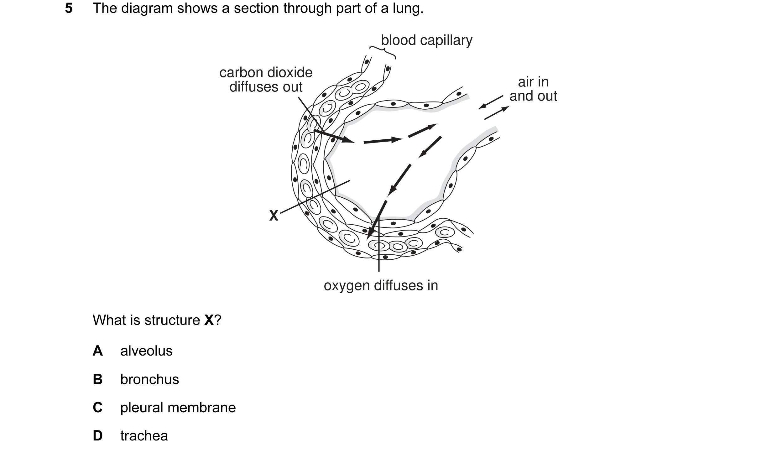 Question 2: The diagram shows a section through part of a lung. blood capillary carbon dioxide diffuses out air in and out X oxygen diffuses in What is…