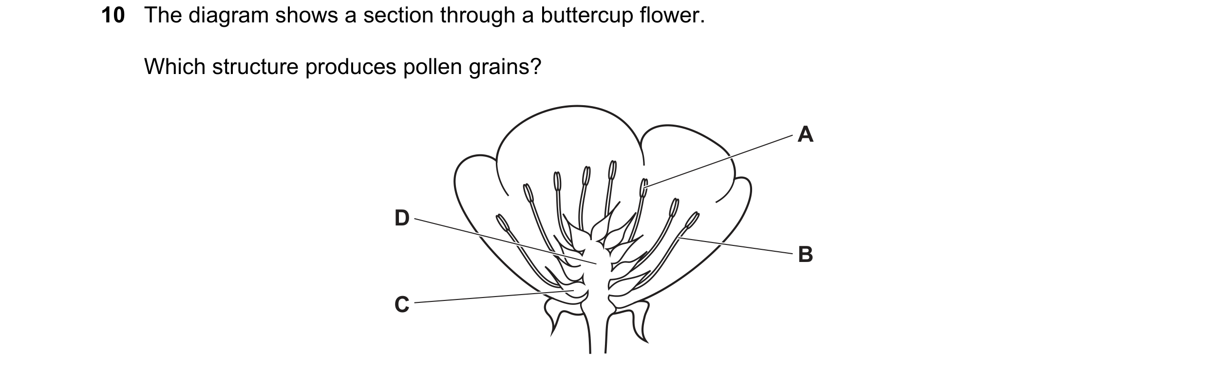 Question 88: The diagram shows a section through a buttercup flower. Which structure produces pollen grains? A D B C