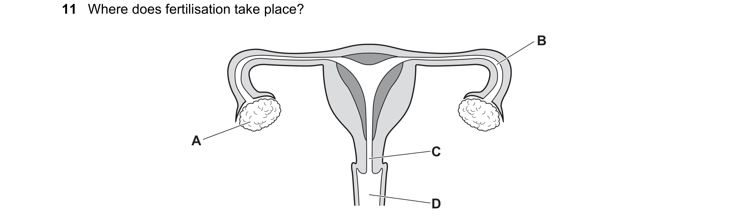 Question 75: Where does fertilisation take place? B A C D