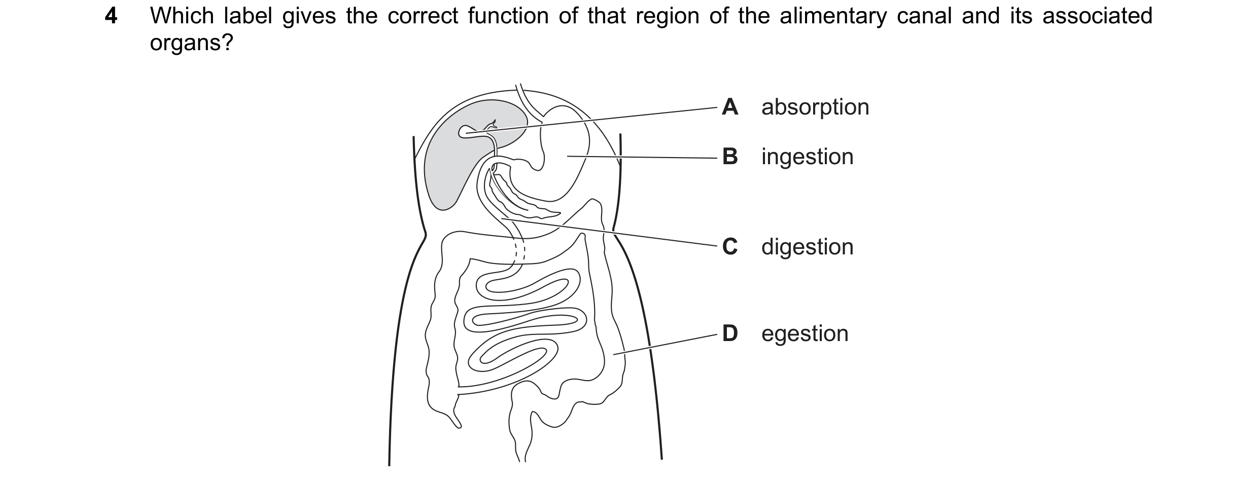 Question 33: Which label gives the correct function of that region of the alimentary canal and its associated organs? A absorption B ingestion C digesti…