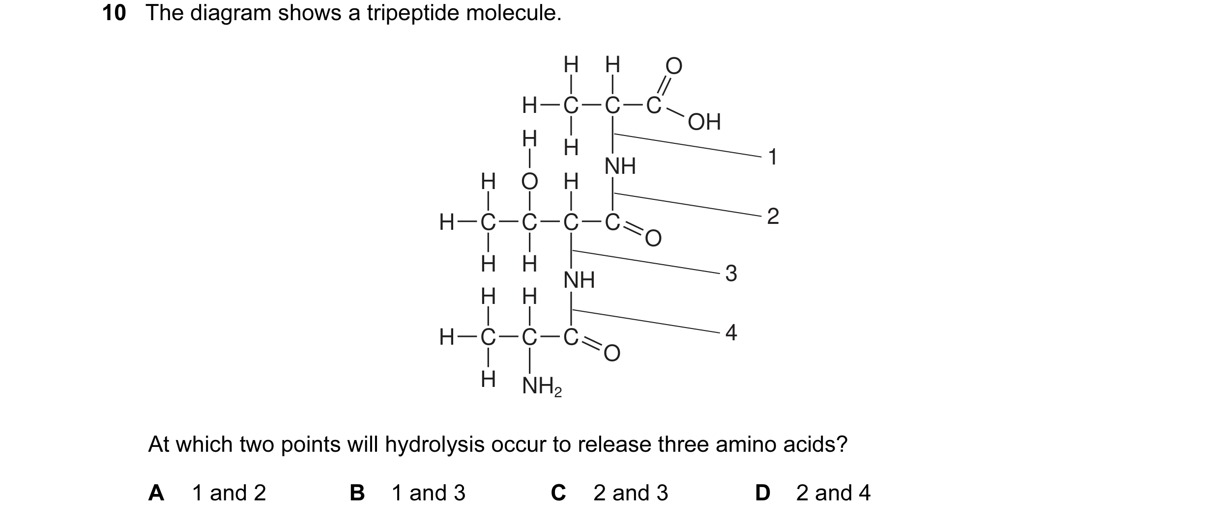 Question 21: The diagram shows a tripeptide molecule. H H O H C C C OH H H NH 1 H O H H C C C C 2 O H H 3 NH H H H C C C 4 O H NH2 At which two points w…