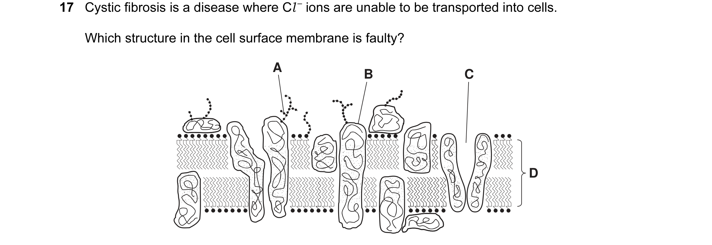 Question 21: Cystic fibrosis is a disease where Cl – ions are unable to be transported into cells. Which structure in the cell surface membrane is fault…