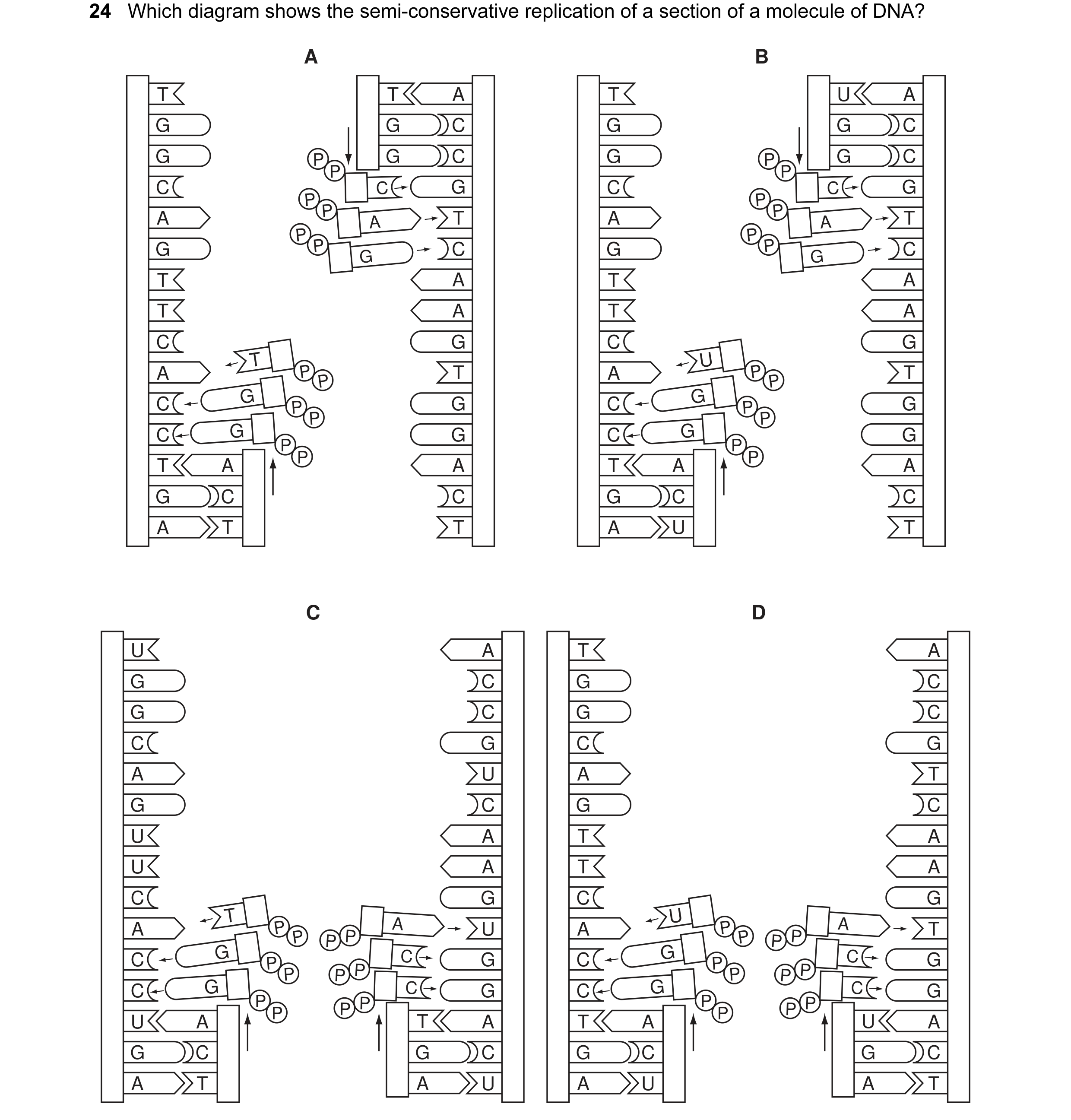 Question 21: Which diagram shows the semi-conservative replication of a section of a molecule of DNA? A B T T A T U A G G C G G C G P G C G P G C P P C …