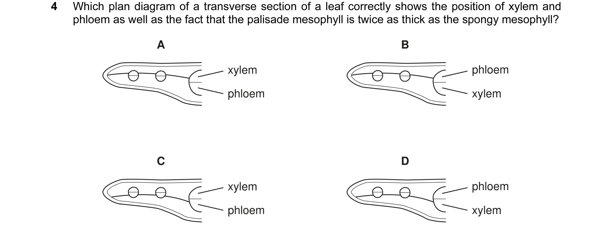 Question 8: Which plan diagram of a transverse section of a leaf correctly shows the position of xylem and phloem as well as the fact that the palisade…