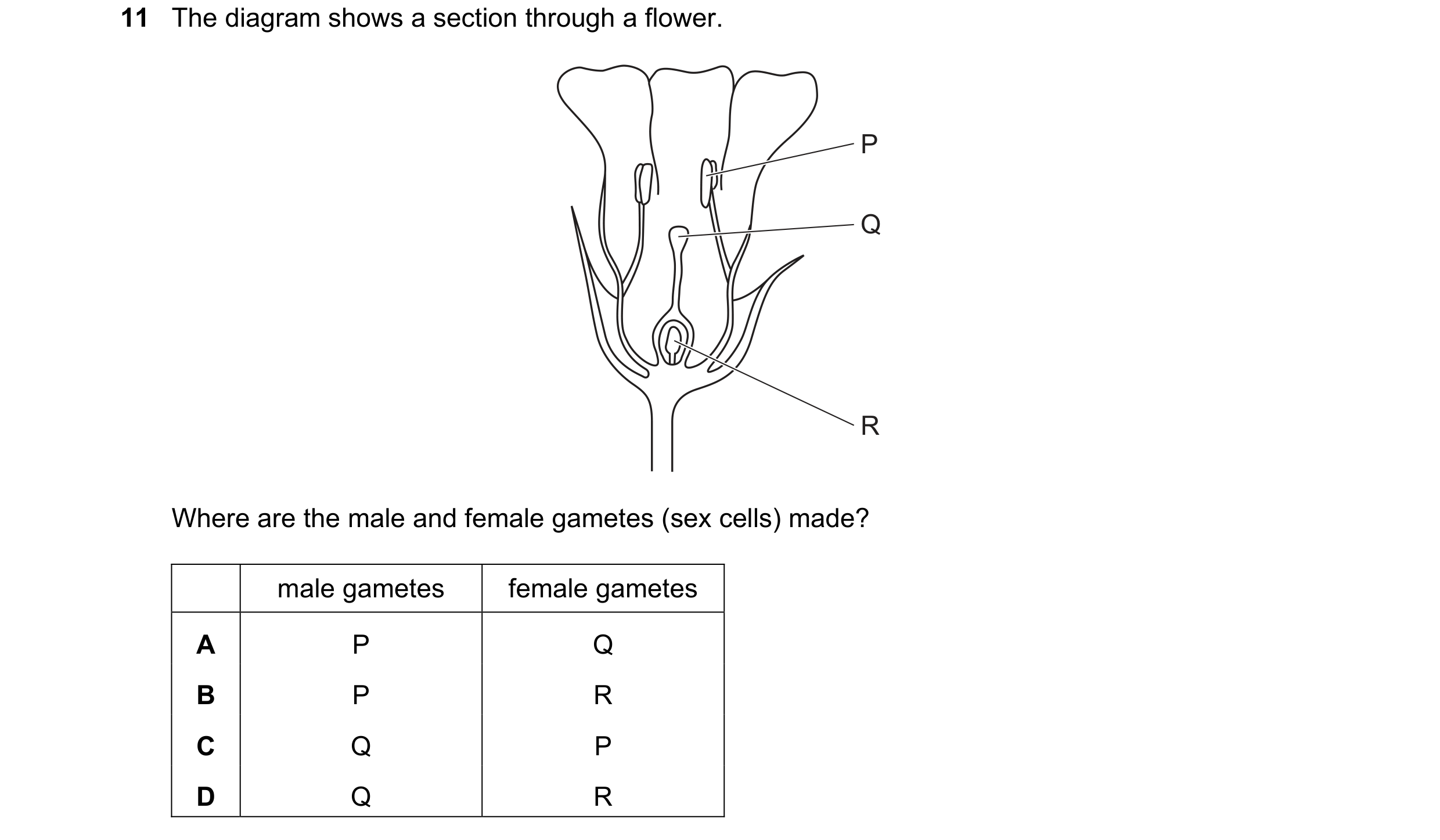 Question 66: The diagram shows a section through a flower. P Q R Where are the male and female gametes (sex cells) made? male gametes female gametes A P…