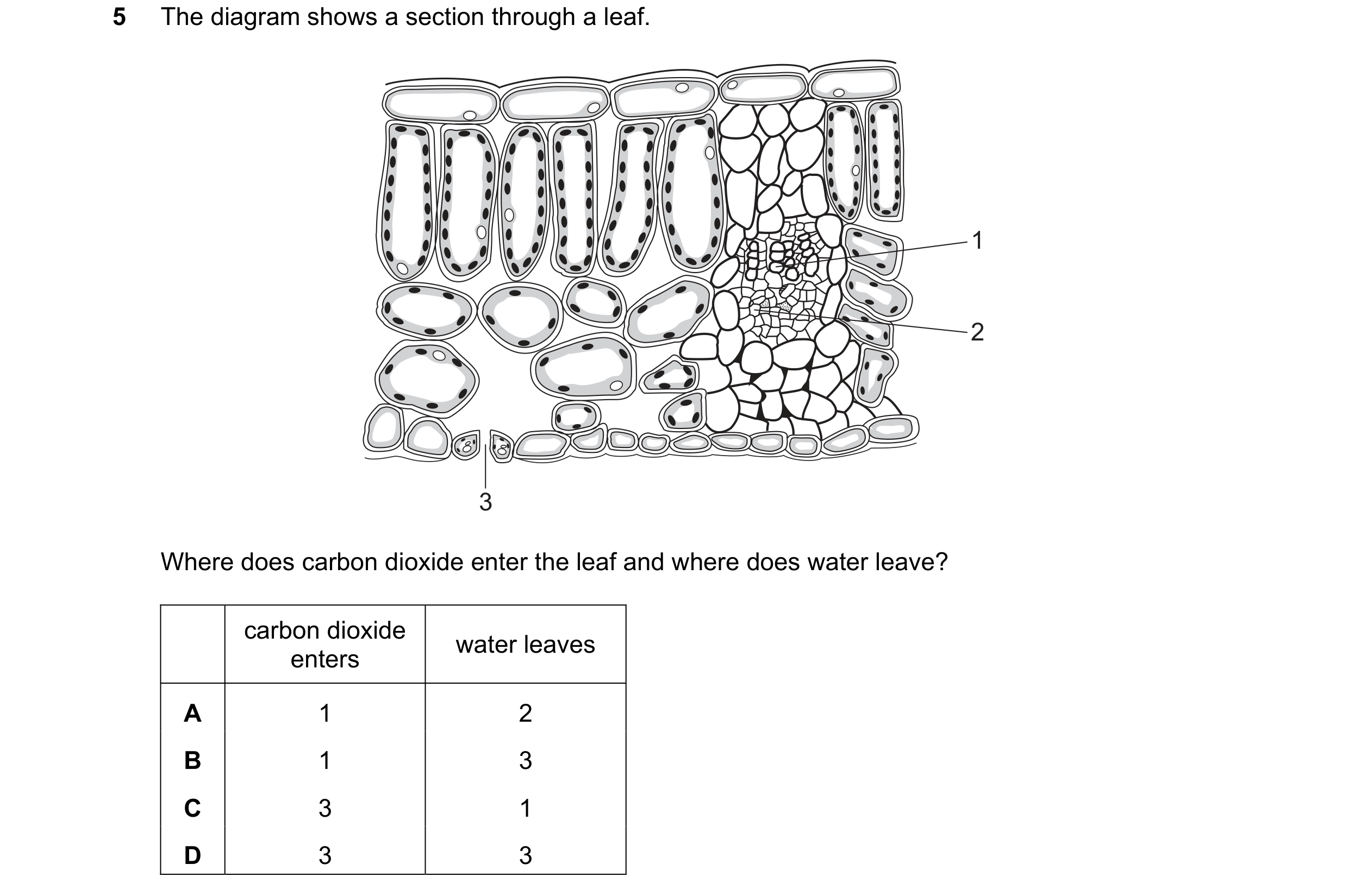 Question 34: The diagram shows a section through a leaf. 1 2 3 Where does carbon dioxide enter the leaf and where does water leave? carbon dioxide water…
