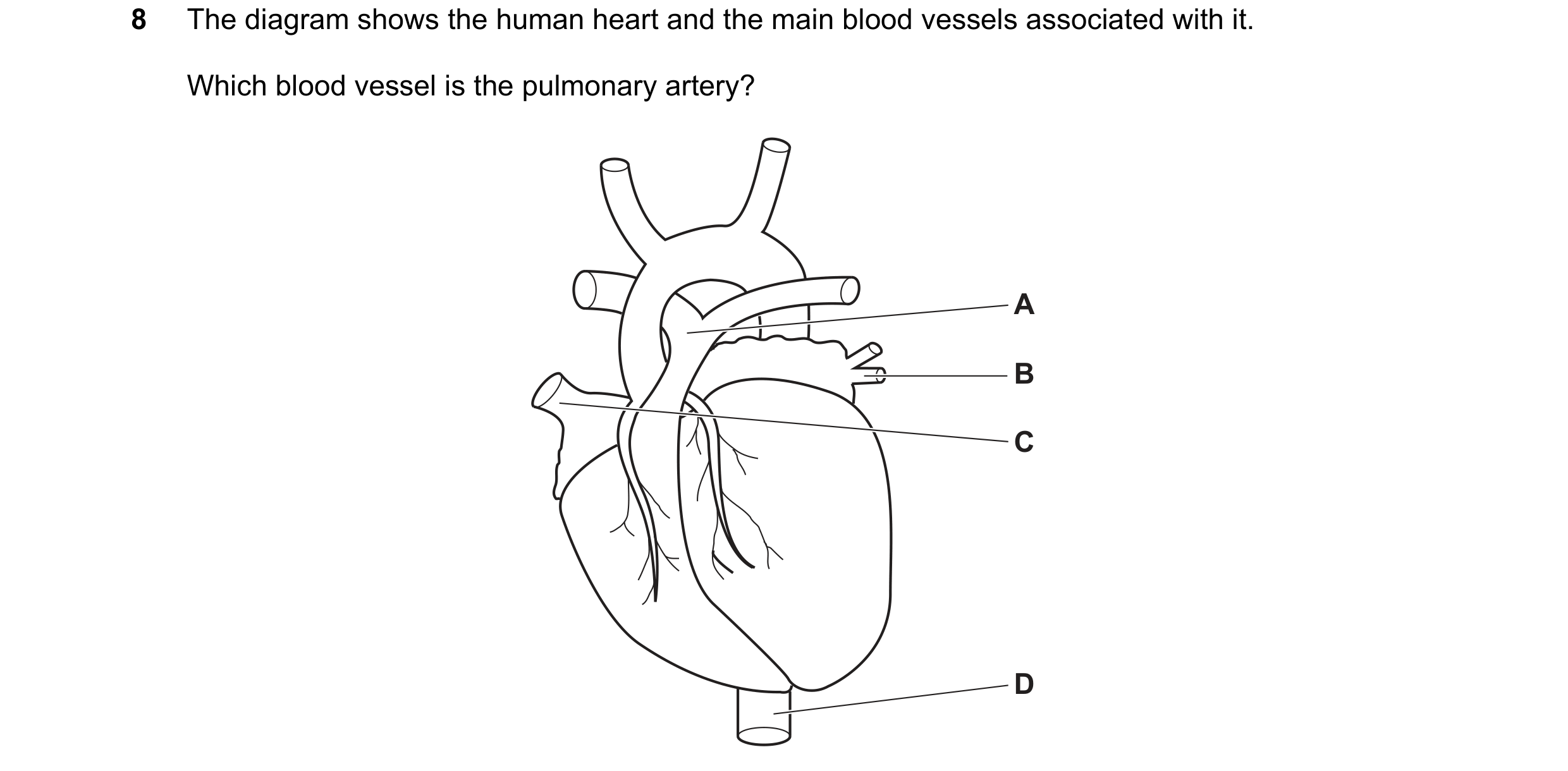 Question 11: The diagram shows the human heart and the main blood vessels associated with it. Which blood vessel is the pulmonary artery? A B C D