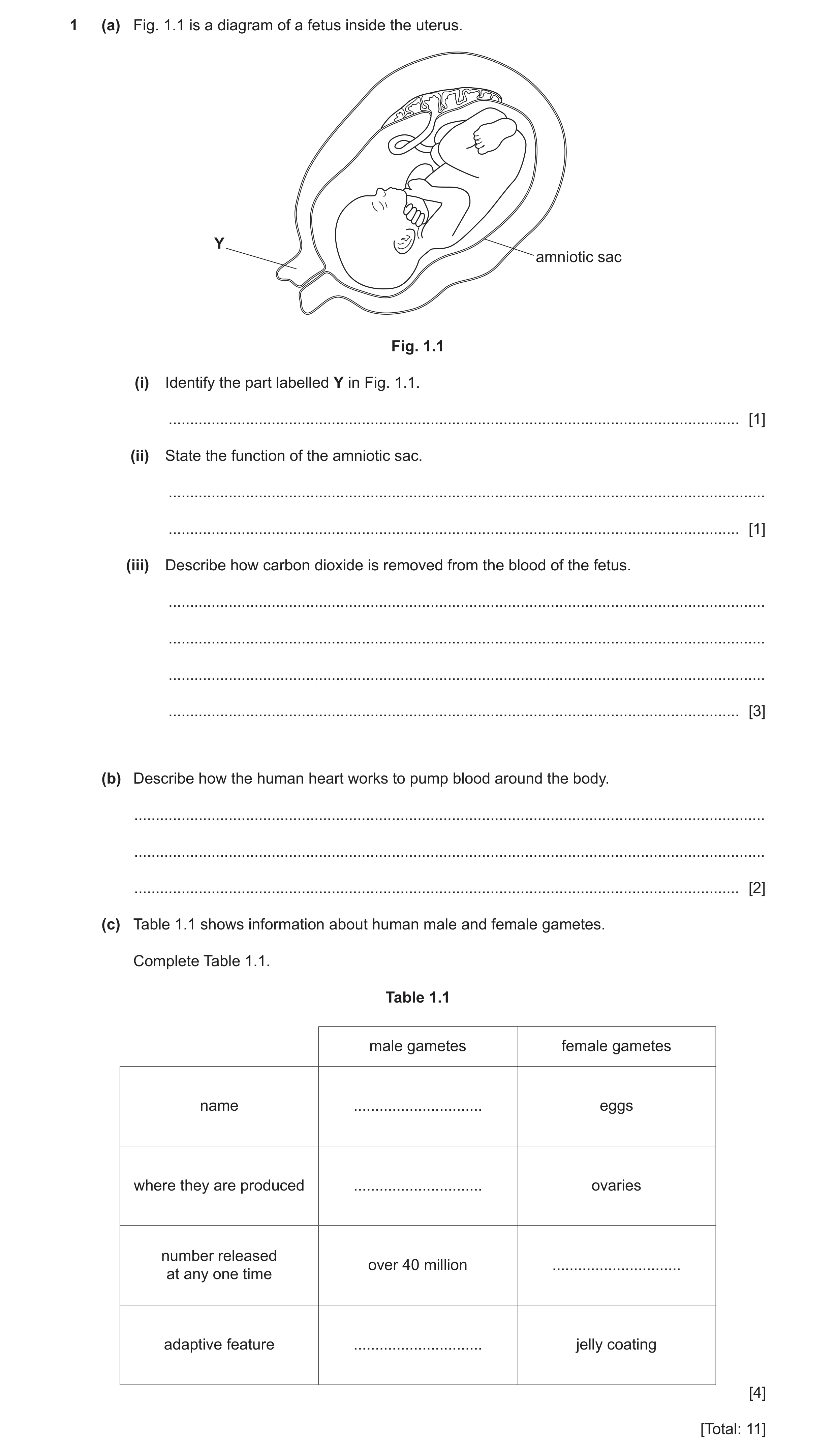 Question 11: (a) Fig. 1.1 is a diagram of a fetus inside the uterus. Y amniotic sac Fig. 1.1 (i) Identify the part labelled Y in Fig. 1.1. .............…