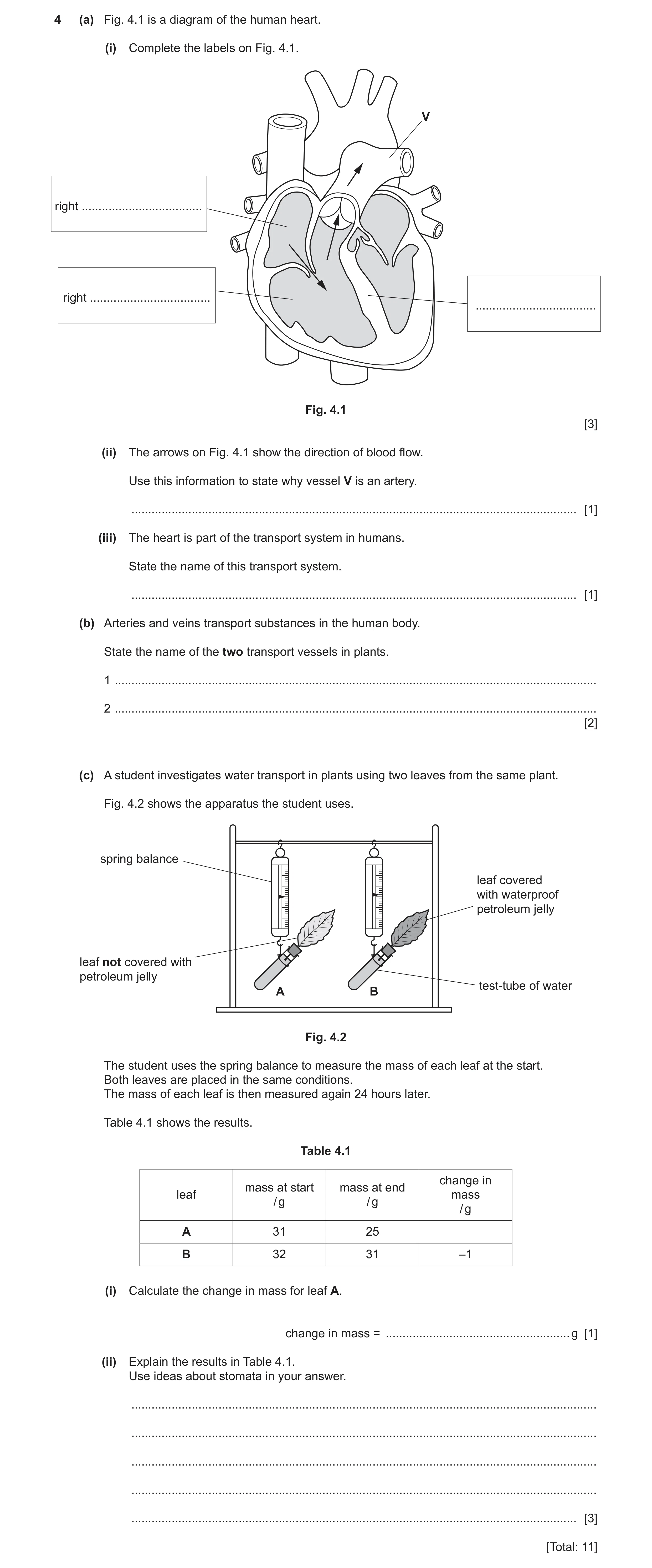 Question 13: (a) Fig. 4.1 is a diagram of the human heart. (i) Complete the labels on Fig. 4.1. V right .................................... right .....…