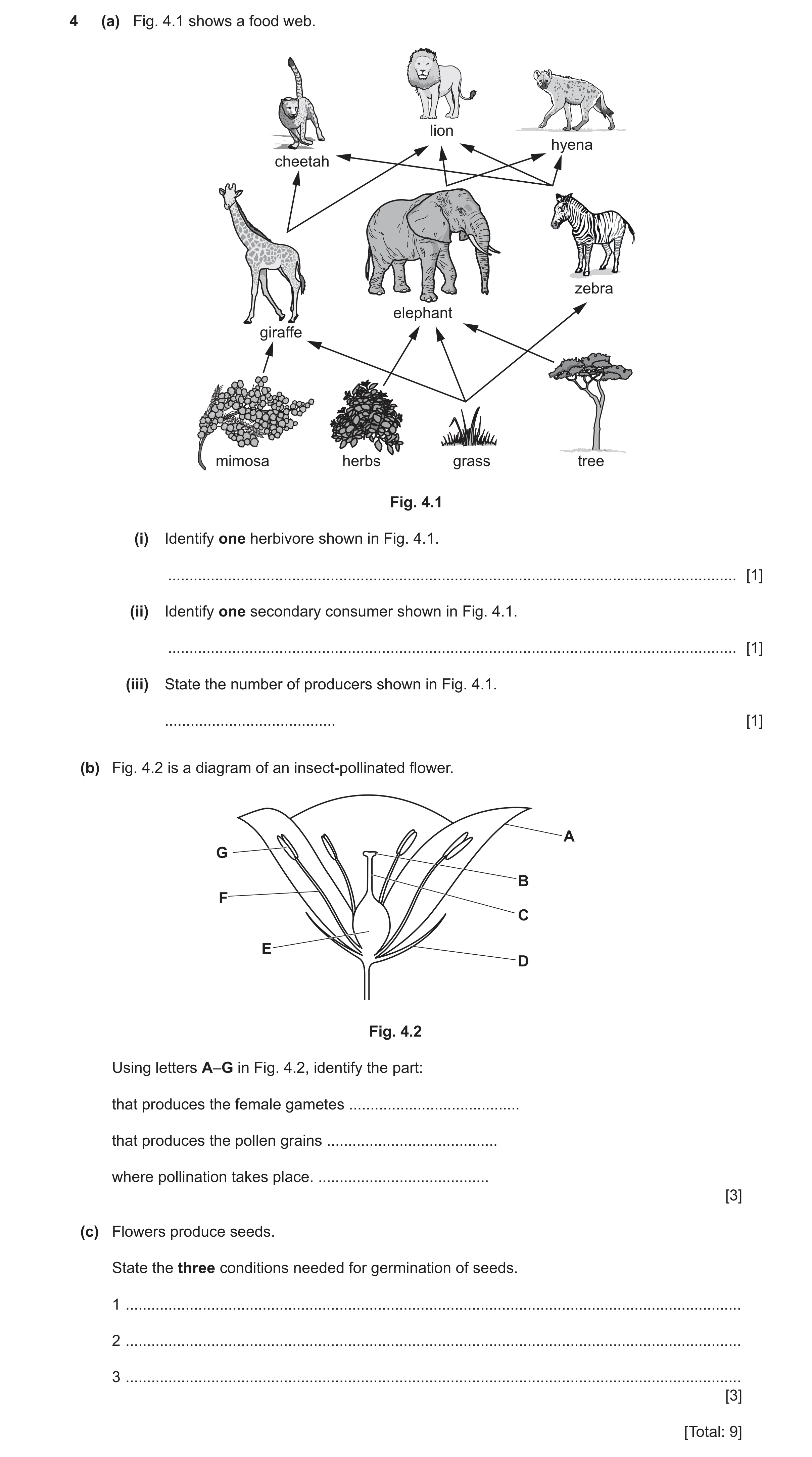 Question 19: (a) Fig. 4.1 shows a food web. lion hyena cheetah zebra elephant giraffe mimosa herbs grass tree Fig. 4.1 (i) Identify one herbivore shown …