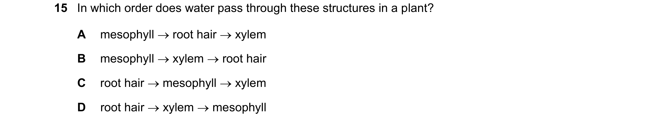 Question 5: In which order does water pass through these structures in a plant? A mesophyll root hair xylem B mesophyll xylem root hair C root …