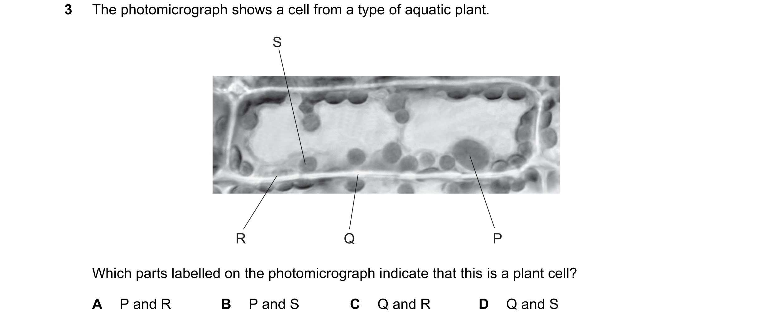 Question 23: The photomicrograph shows a cell from a type of aquatic plant. S R Q P Which parts labelled on the photomicrograph indicate that this is a …