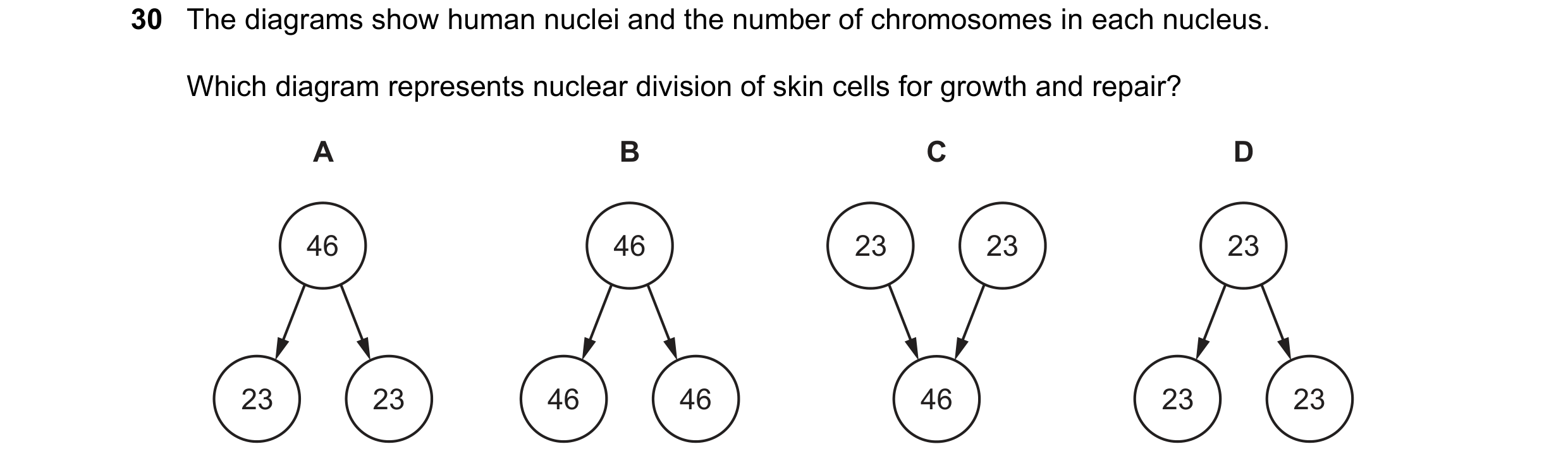 Question 8: The diagrams show human nuclei and the number of chromosomes in each nucleus. Which diagram represents nuclear division of skin cells for g…