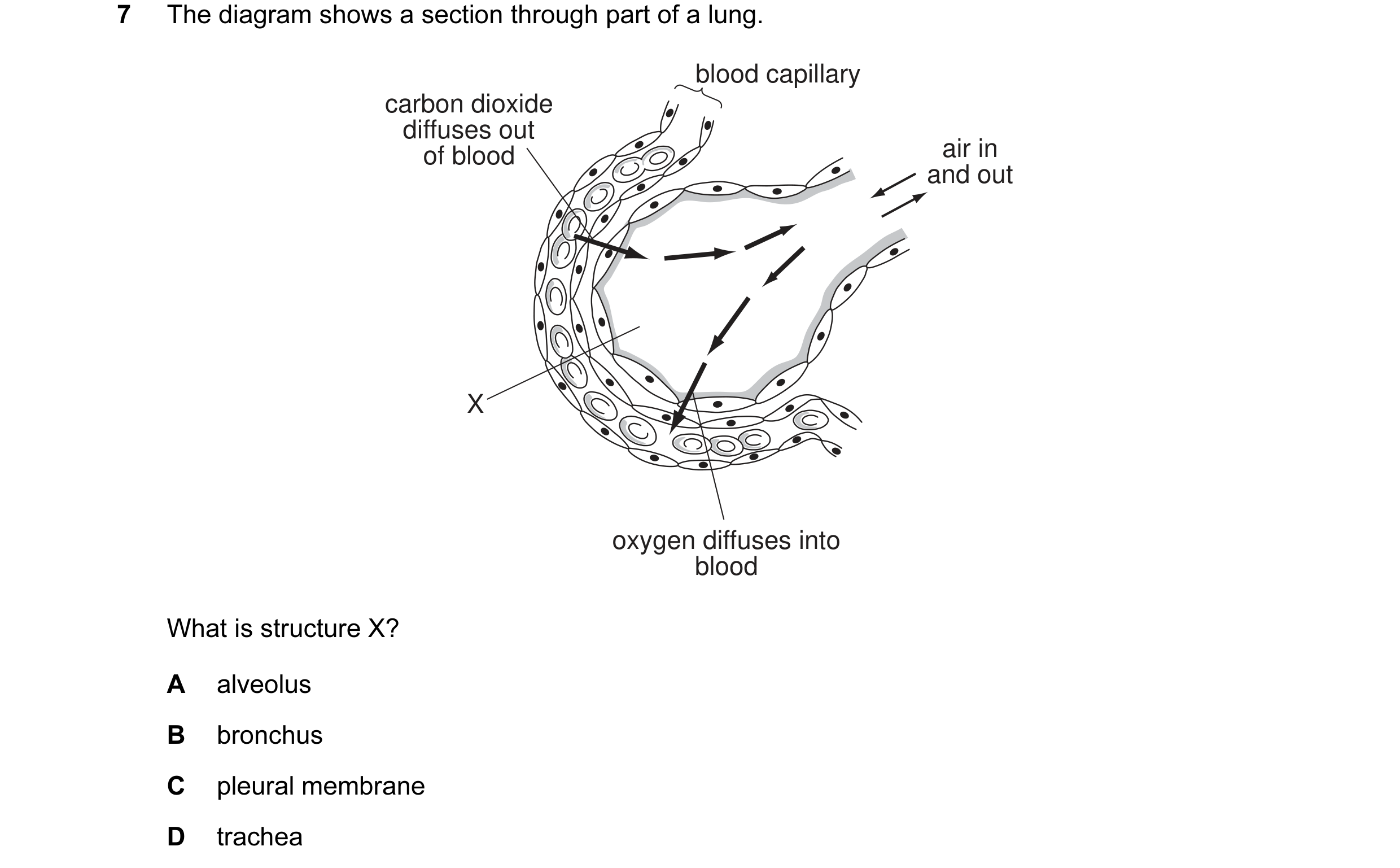 Question 7: The diagram shows a section through part of a lung. blood capillary carbon dioxide diffuses out of blood air in and out X oxygen diffuses i…