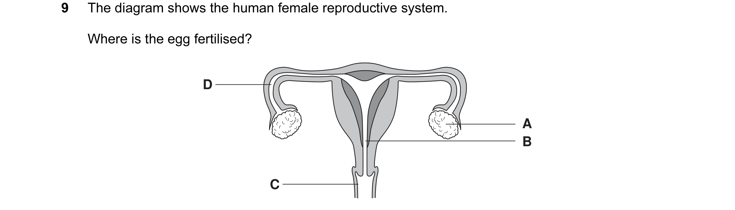 Question 10: The diagram shows the human female reproductive system. Where is the egg fertilised? D A B C