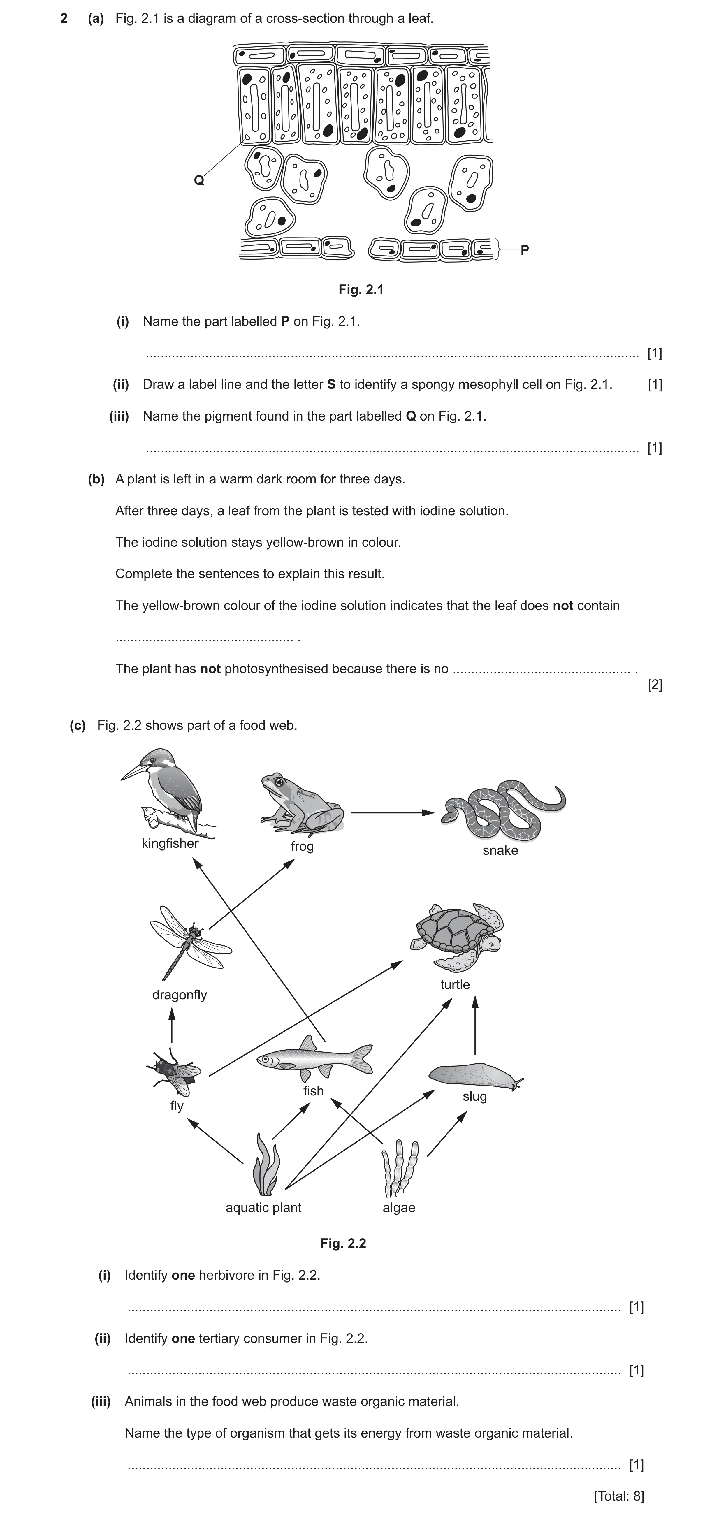 Question 40: (a) Fig. 2.1 is a diagram of a cross-section through a leaf. Q P Fig. 2.1 (i) Name the part labelled P on Fig. 2.1. .......................…