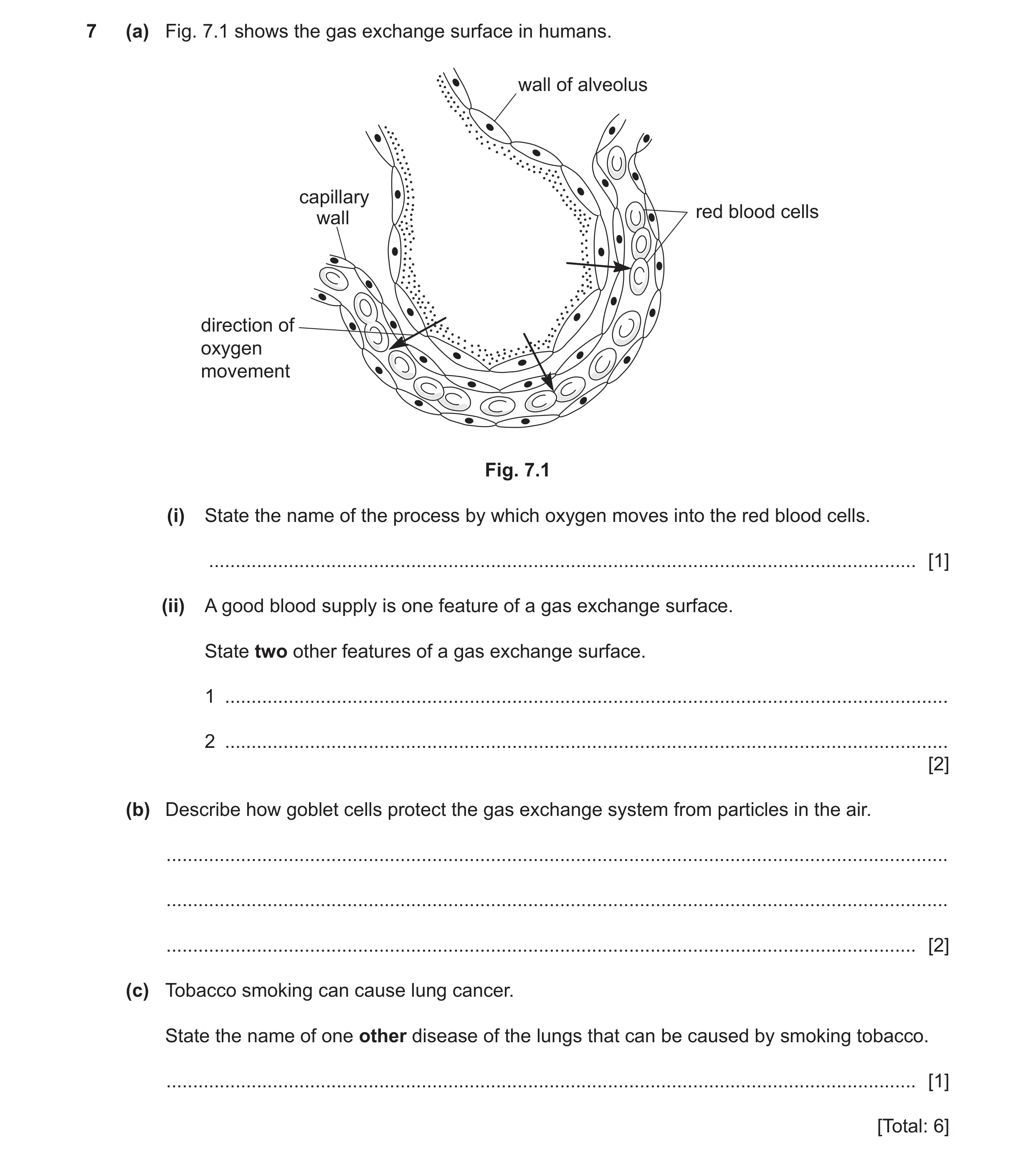 Question 19: (a) Fig. 7.1 shows the gas exchange surface in humans. wall of alveolus capillary red blood cells wall direction of oxygen movement Fig. 7.…