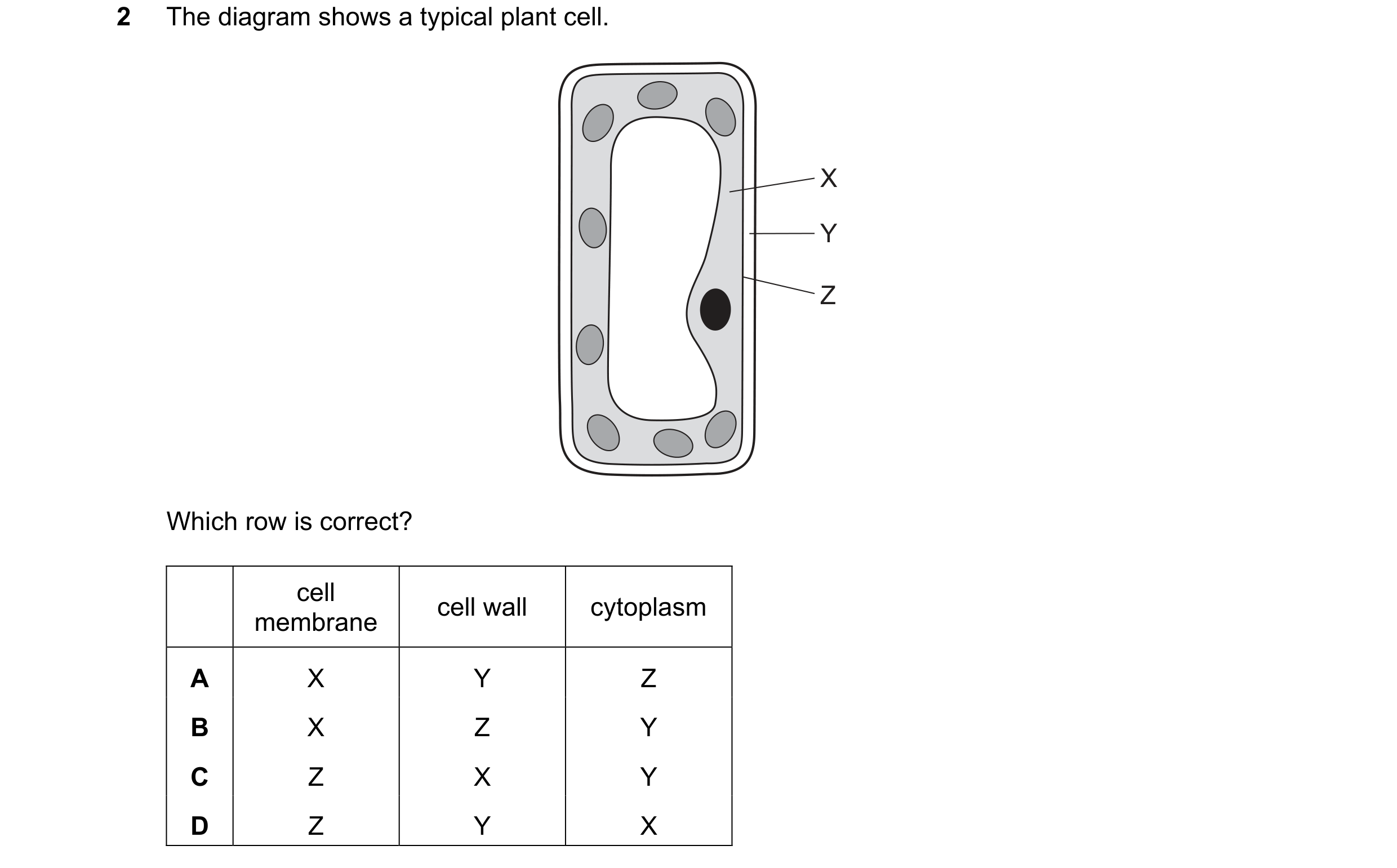 Question 56: The diagram shows a typical plant cell. X Y Z Which row is correct? cell cell wall cytoplasm membrane A X Y Z B X Z Y C Z X Y D Z Y X