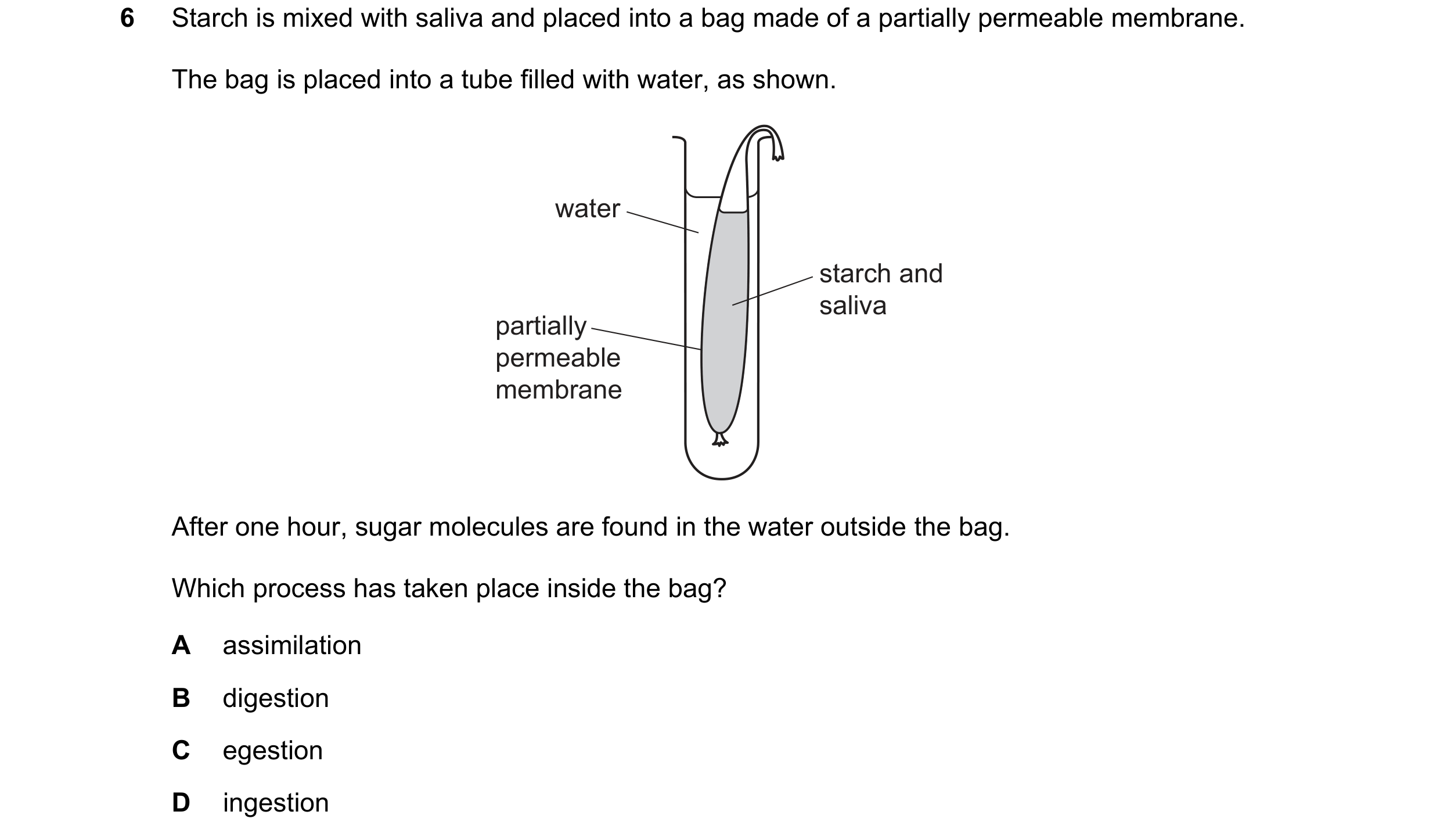 Question 26: Starch is mixed with saliva and placed into a bag made of a partially permeable membrane. The bag is placed into a tube filled with water, …