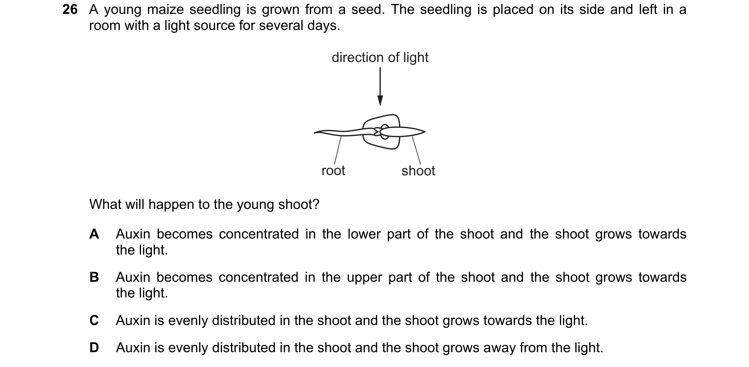 Question 10: A young maize seedling is grown from a seed. The seedling is placed on its side and left in a room with a light source for several days. di…