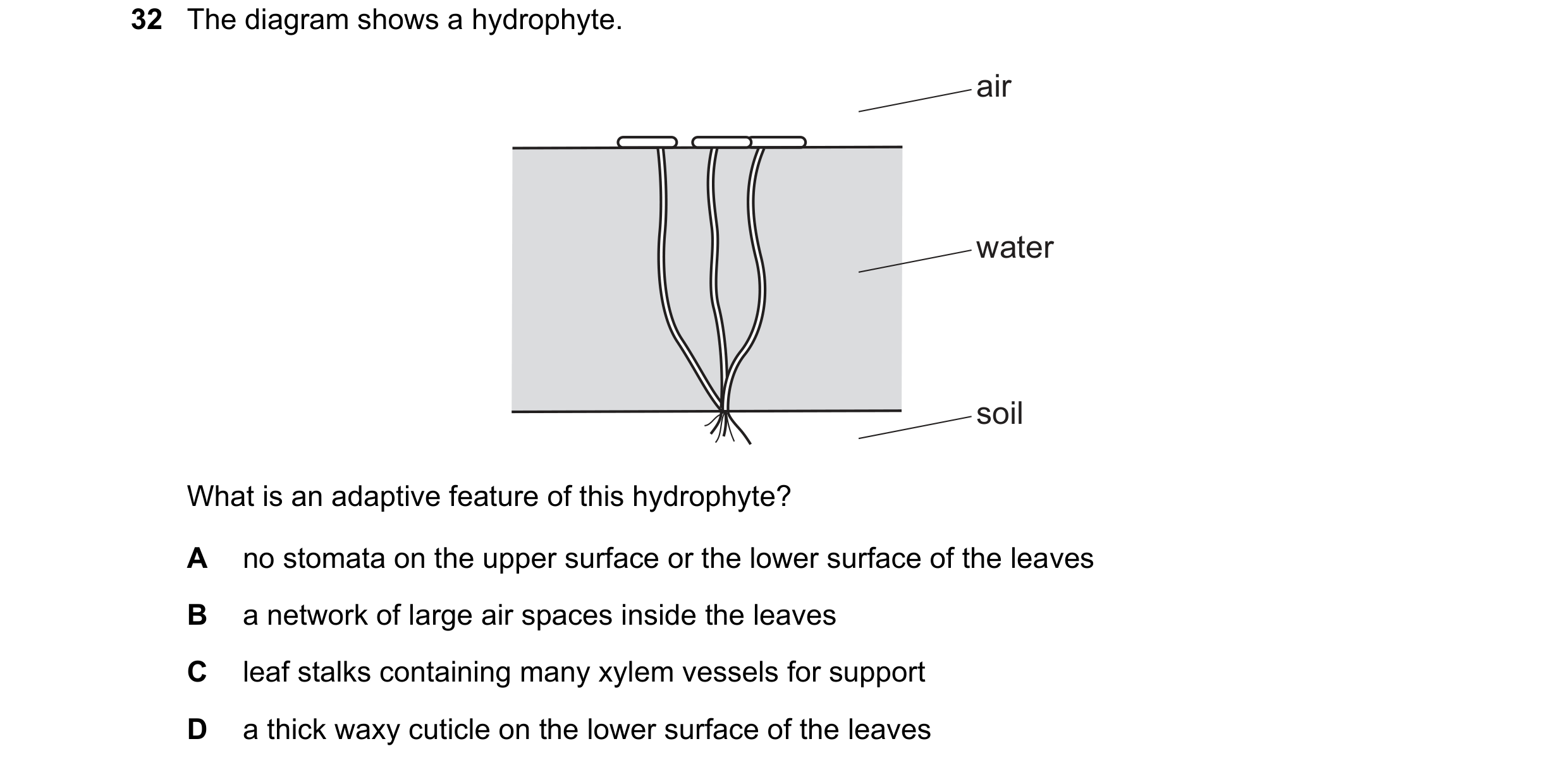Question 17: The diagram shows a hydrophyte. air water soil What is an adaptive feature of this hydrophyte? A no stomata on the upper surface or the low…