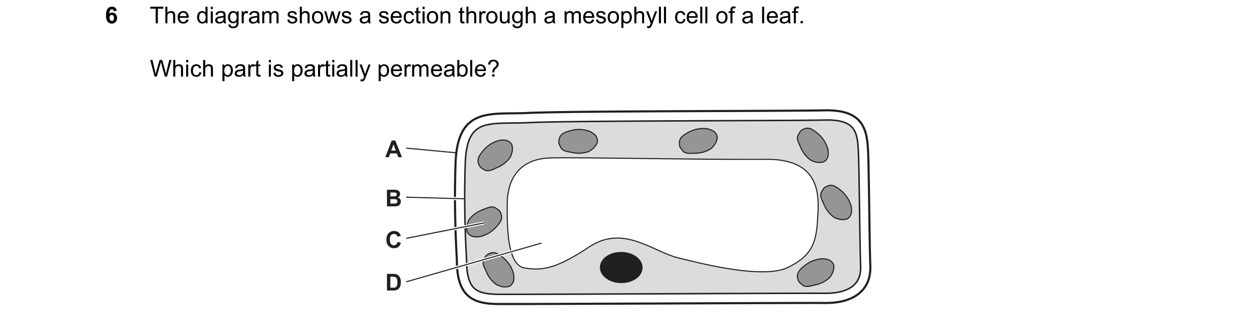 Question 13: The diagram shows a section through a mesophyll cell of a leaf. Which part is partially permeable? A B C D