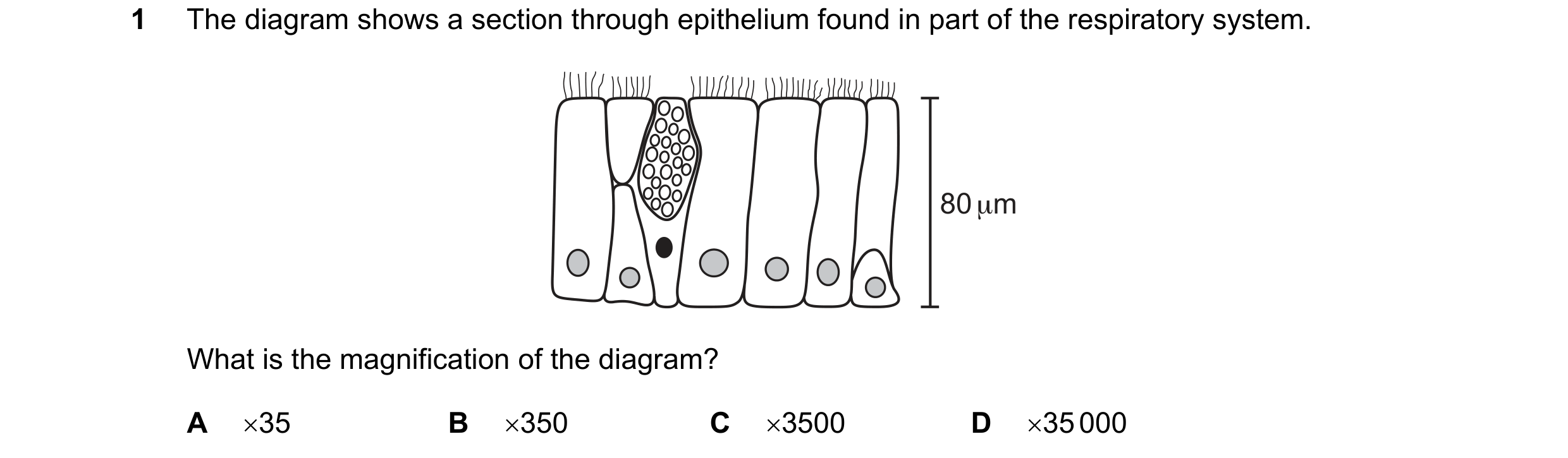 Question 162: The diagram shows a section through epithelium found in part of the respiratory system. 80 μm What is the magnification of the diagram? A …