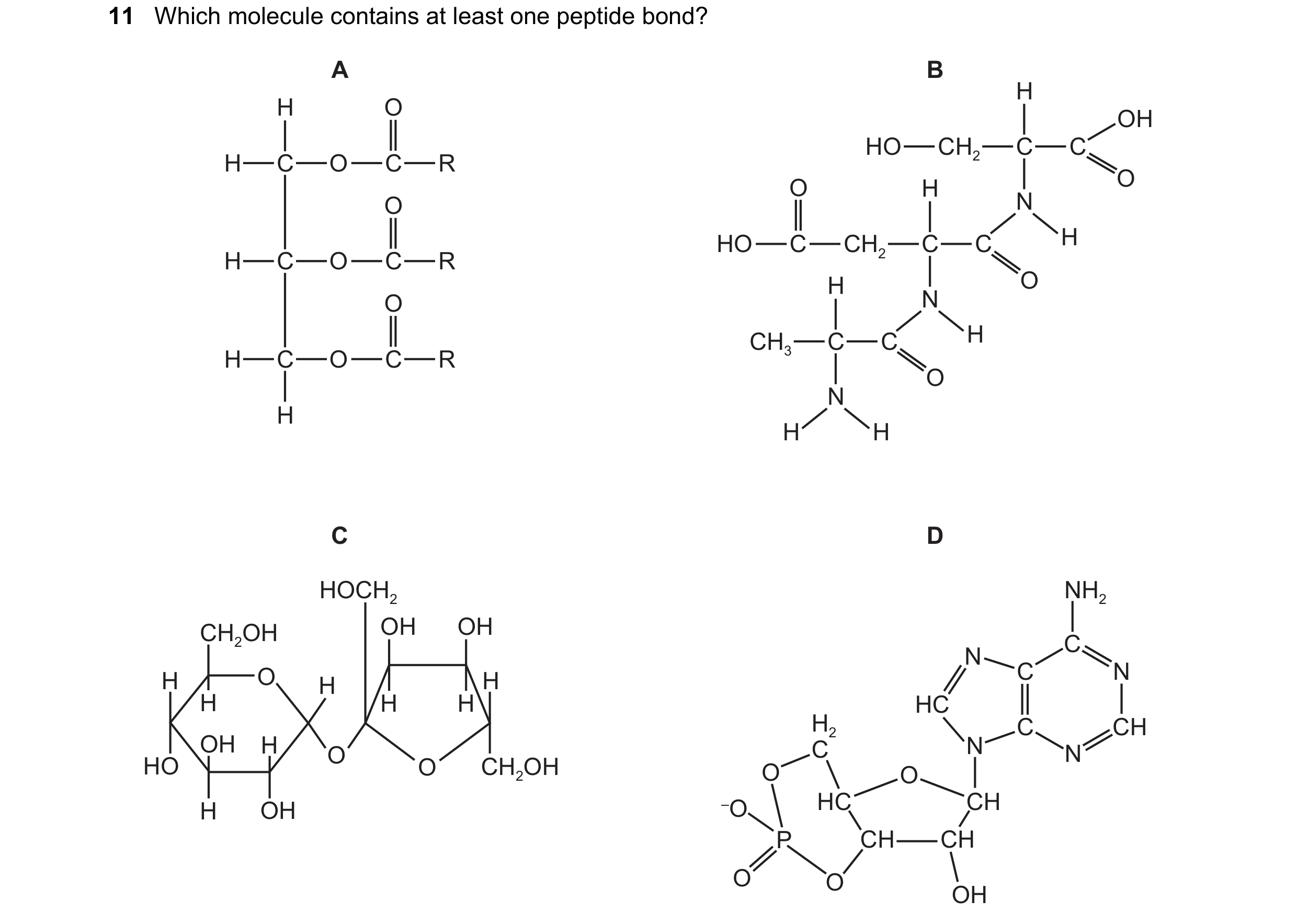 Question 205: Which molecule contains at least one peptide bond? A B H H O OH HO CH2 C C H C O C R O H O O N HO C CH2 C C H H C O C R H O O N CH3 C C H H…