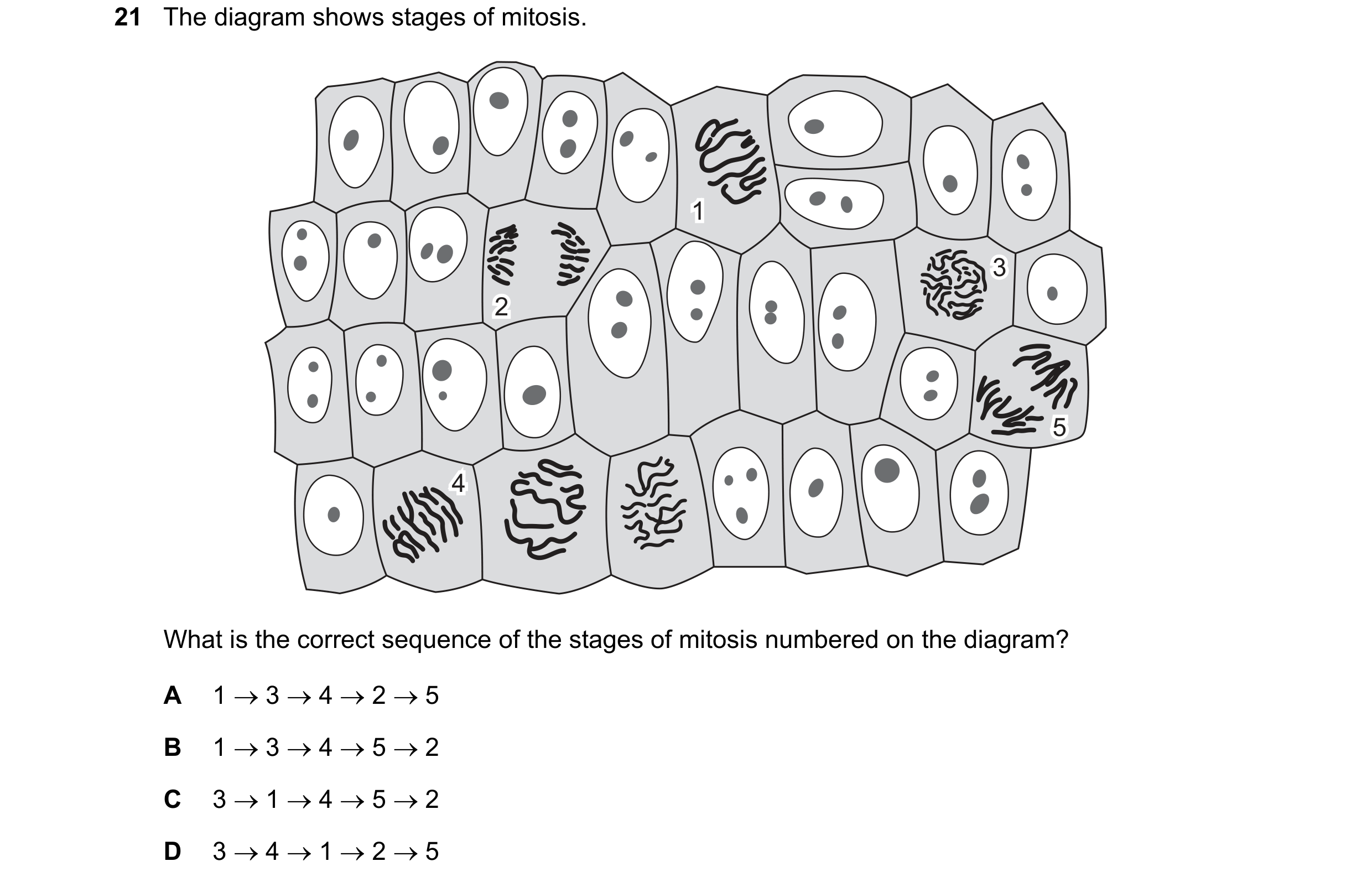 Question 102: The diagram shows stages of mitosis. 1 1 3 3 2 2 5 5 4 4 What is the correct sequence of the stages of mitosis numbered on the diagram? A 1…