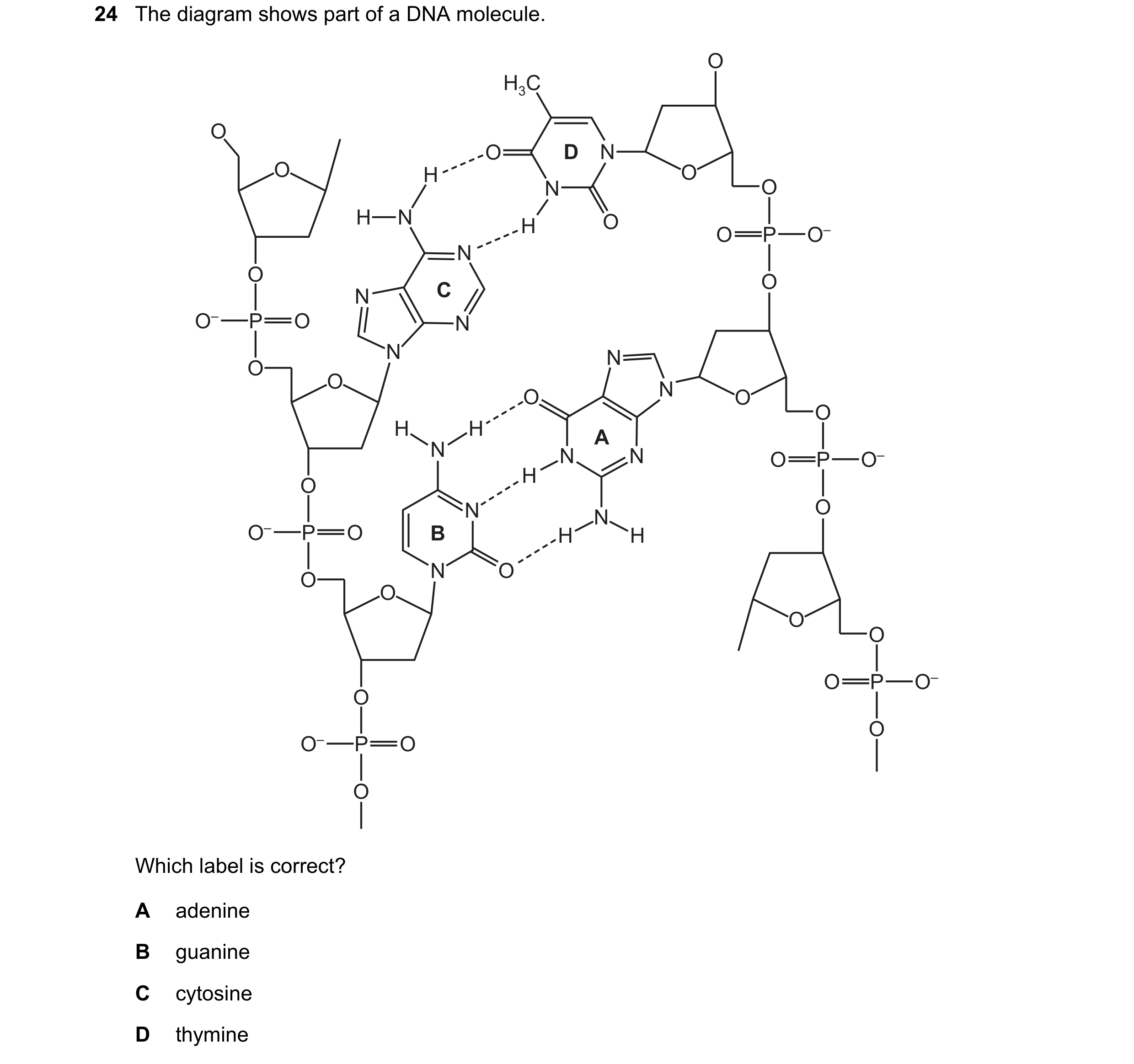Question 183: The diagram shows part of a DNA molecule. O H3C O O D N O H O N O H N H O O P O– N O O N C O– P O N N N O O N O O O H H A N N N O– O P H O …