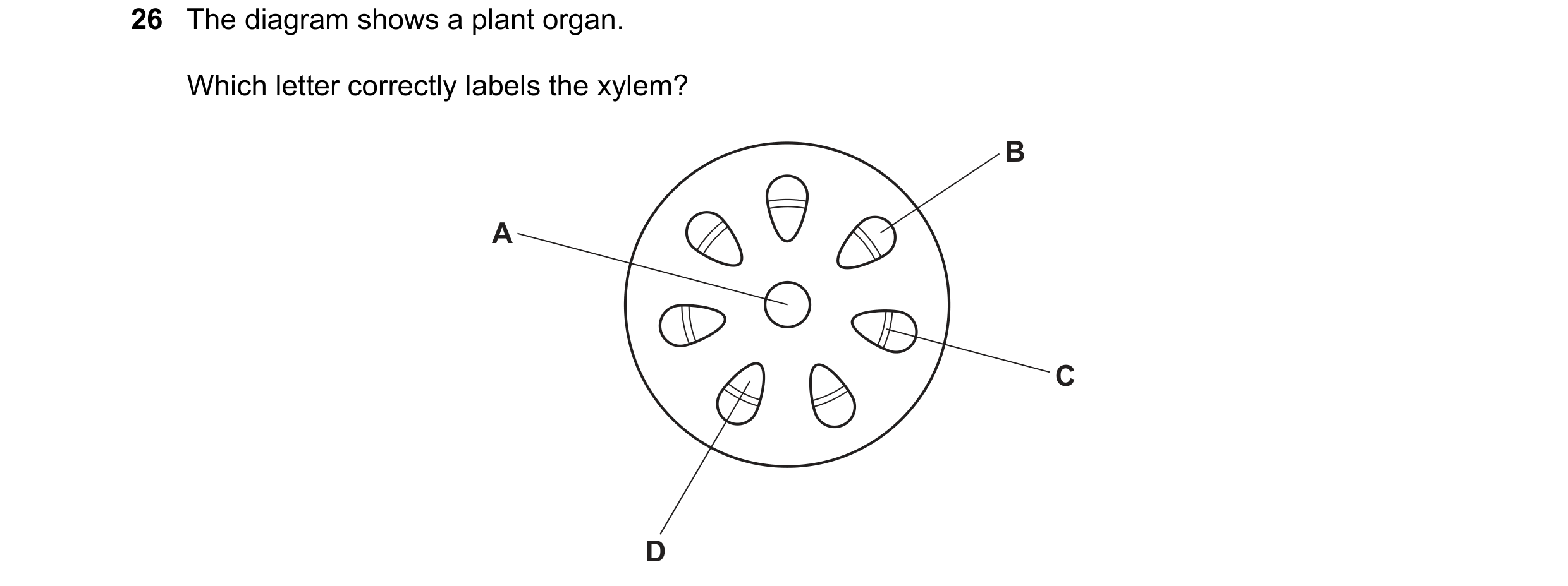 Question 90: The diagram shows a plant organ. Which letter correctly labels the xylem? B A C D