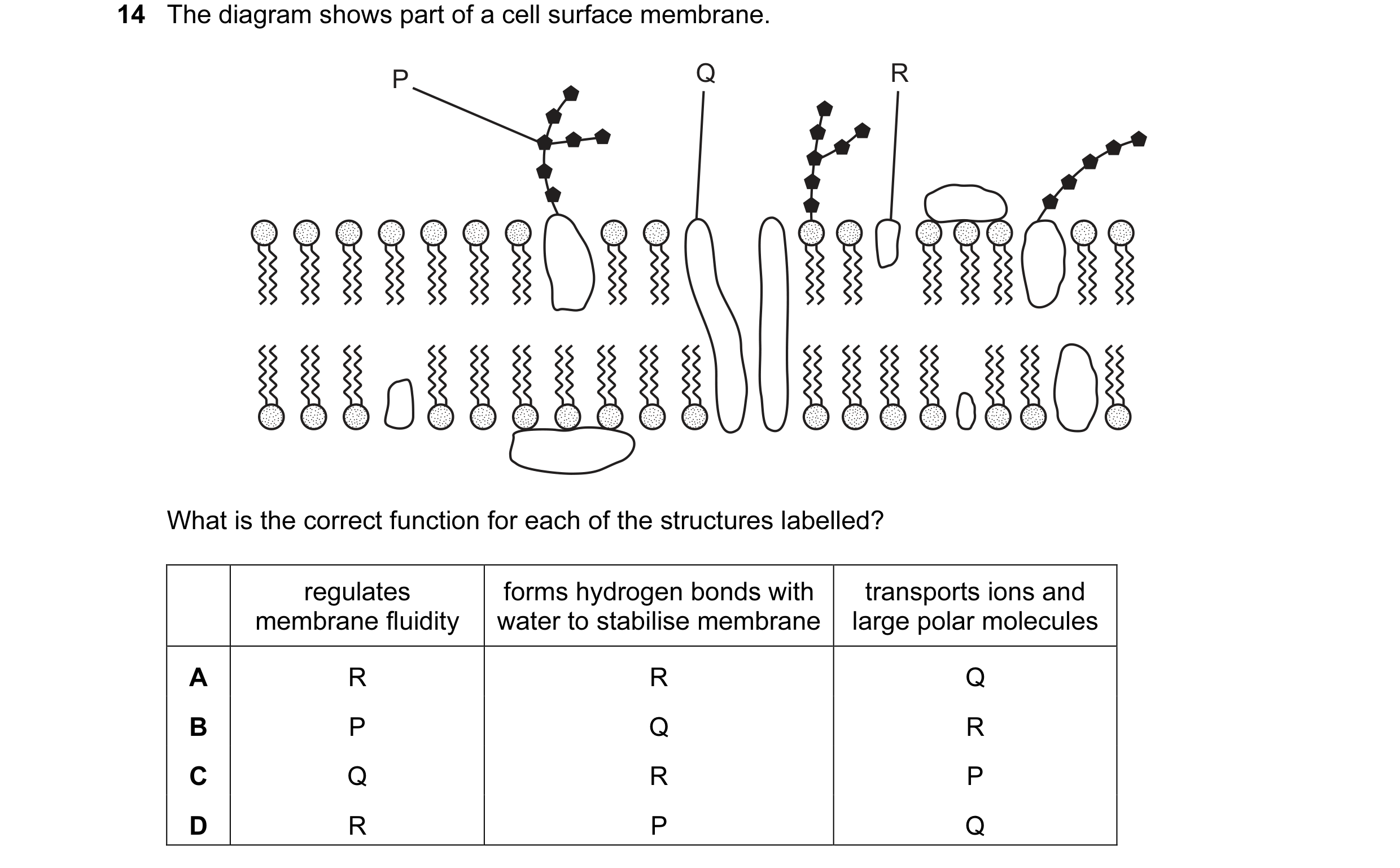 Question 7: The diagram shows part of a cell surface membrane. P Q R What is the correct function for each of the structures labelled? regulates forms …