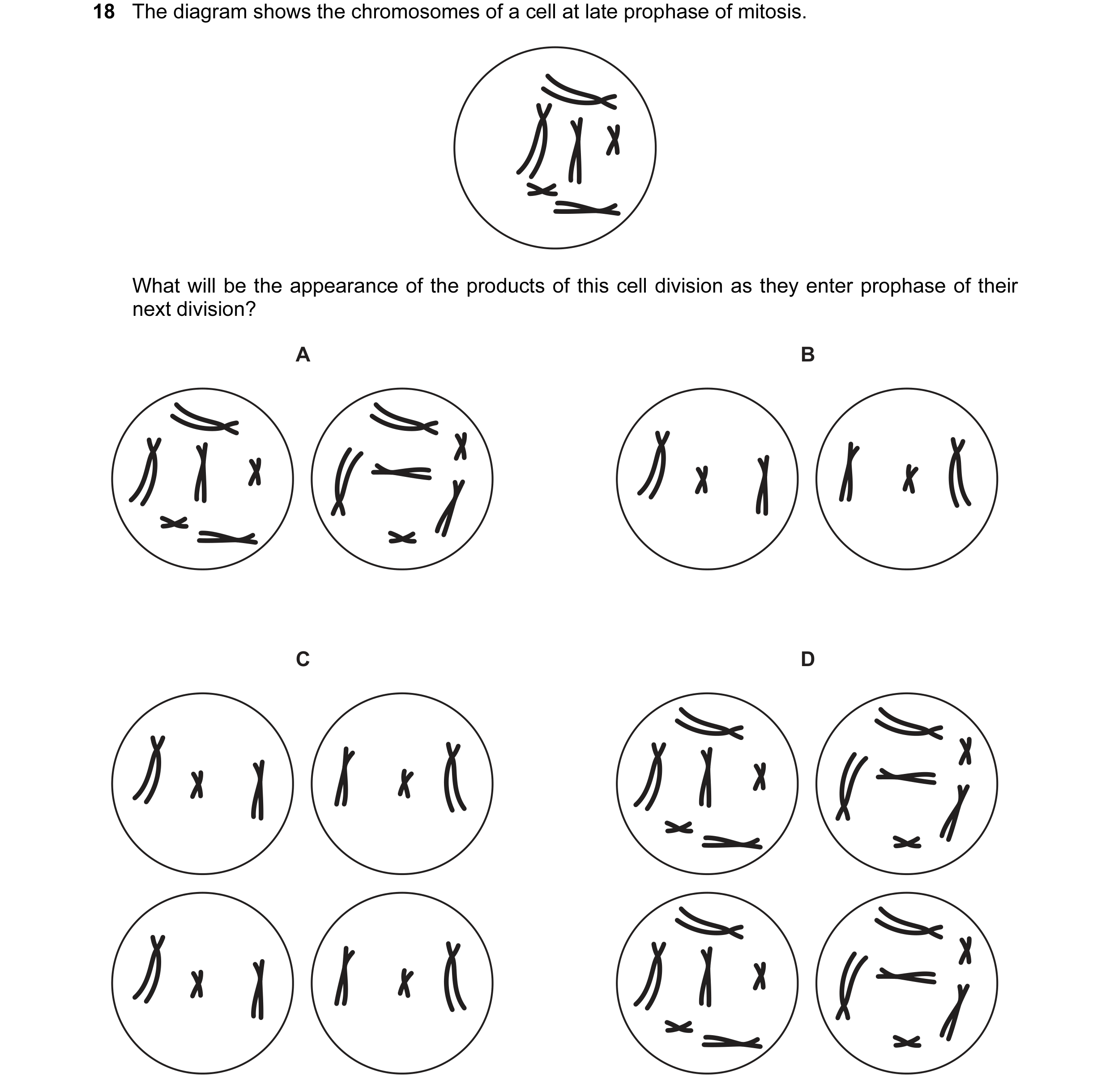 Question 4: The diagram shows the chromosomes of a cell at late prophase of mitosis. What will be the appearance of the products of this cell division …
